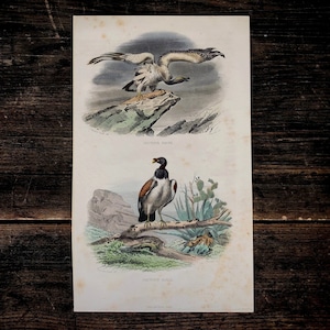 アンティーク鳥類博物画「シロエリハゲワシ、オオハゲワシ」