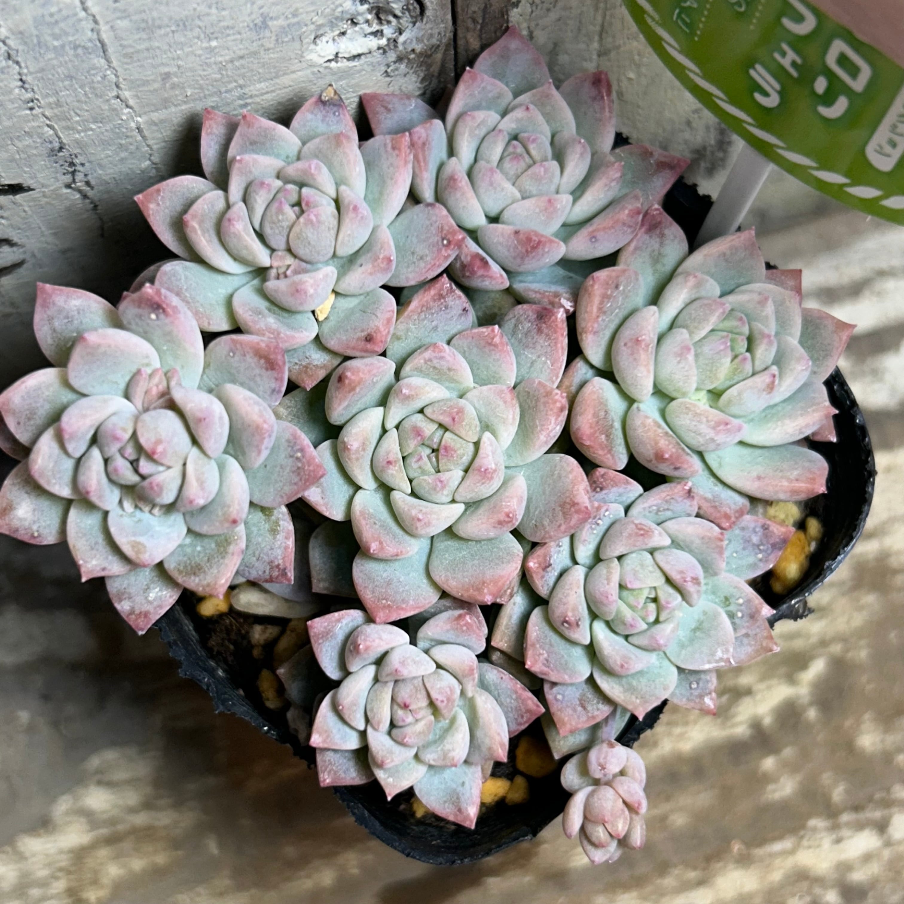 アメイジンググレイス 韓国苗 | RuPo 多肉植物専門店