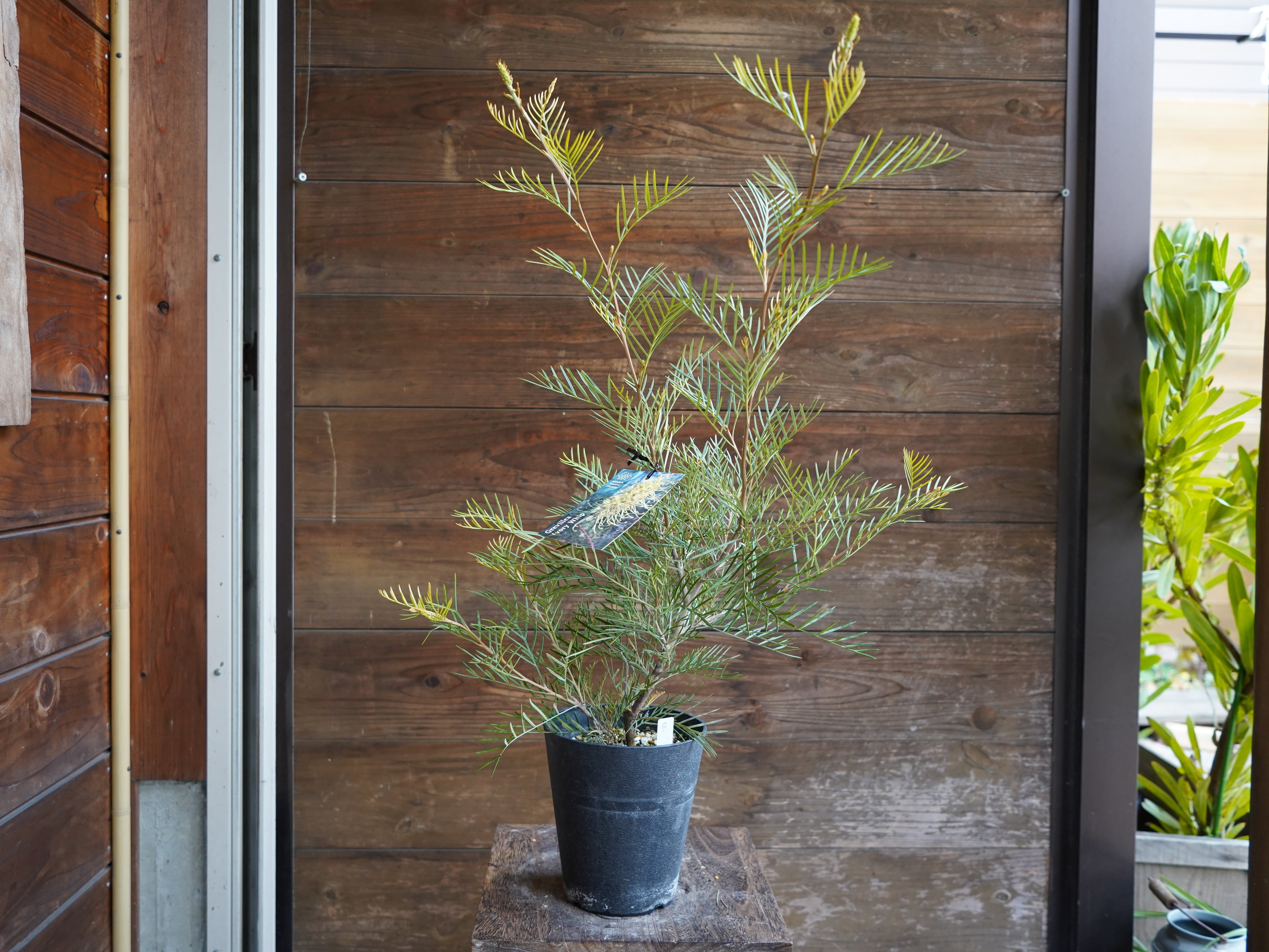 【現物】グレビレア　”アイボリーホイップ”　B