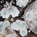 新作予約☆YB96｜小白家【薄荷冰】型抜き 貝殻光加工 PETテープ