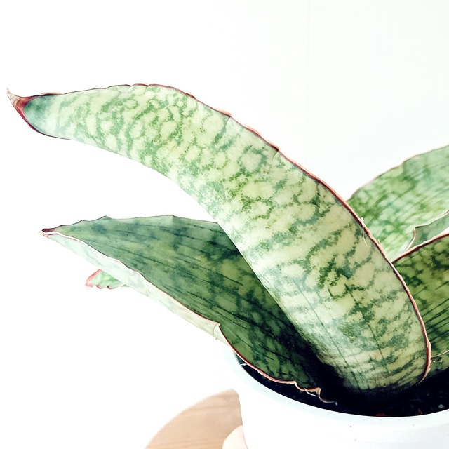生きる彫刻 サンスベリア キルキーシルバーブルー 観葉植物 calm cafe