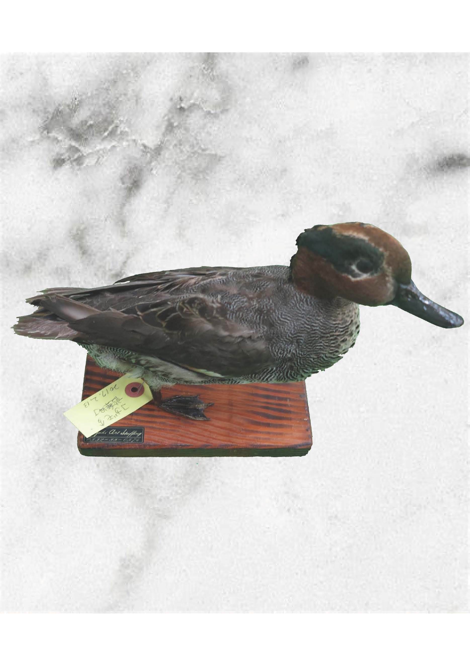 キジの剥製 木製台座付き 2025年最新】キジ 剥製の人気アイテム - メルカリ