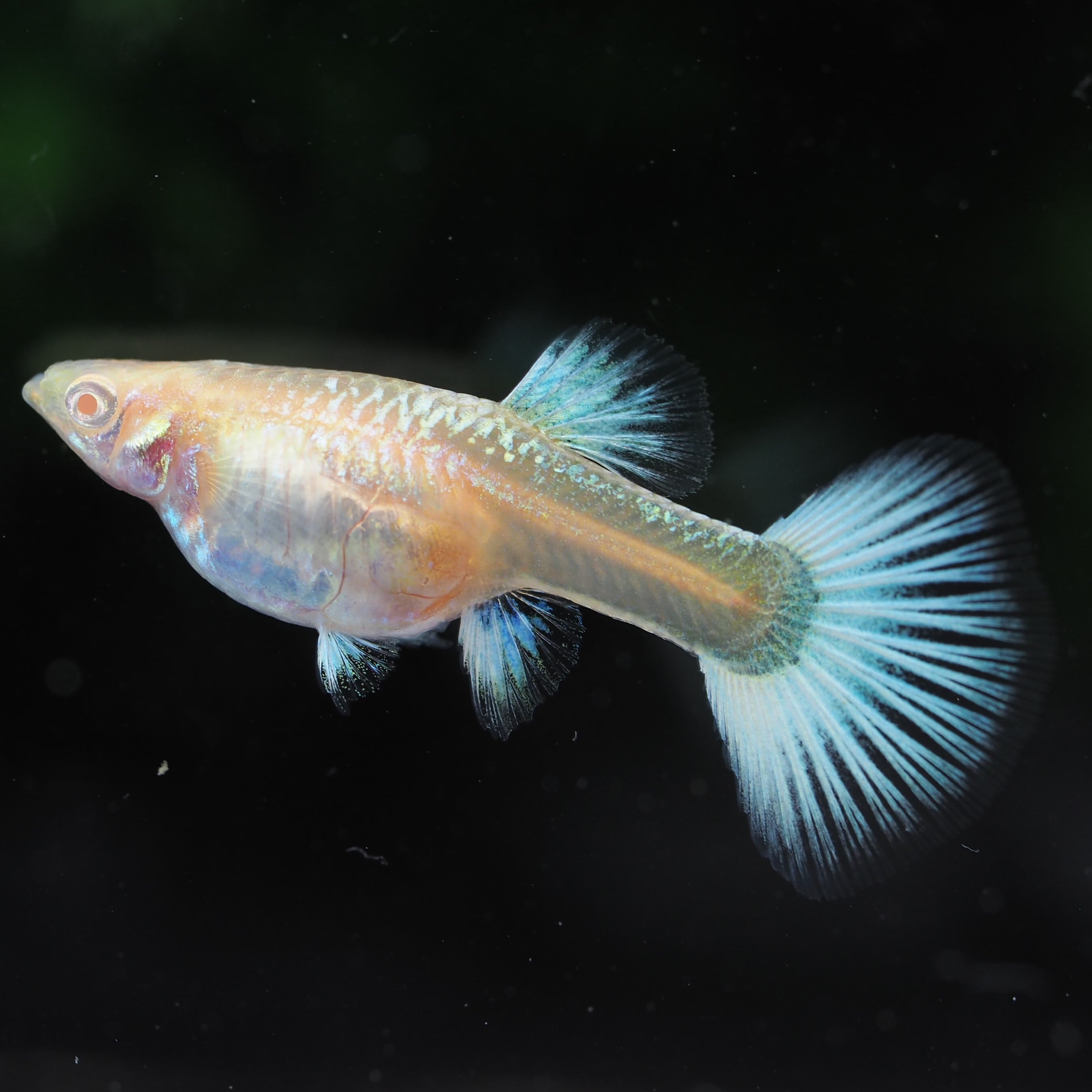 ◆ef-Guppy◆スーパーフルプラチナ ハイラウンドドーサル 成魚3ペア ◇ef-Guppy◇ ◇スーパーフルプラチナ ハイラウンドドーサル◇ 若魚3ペア