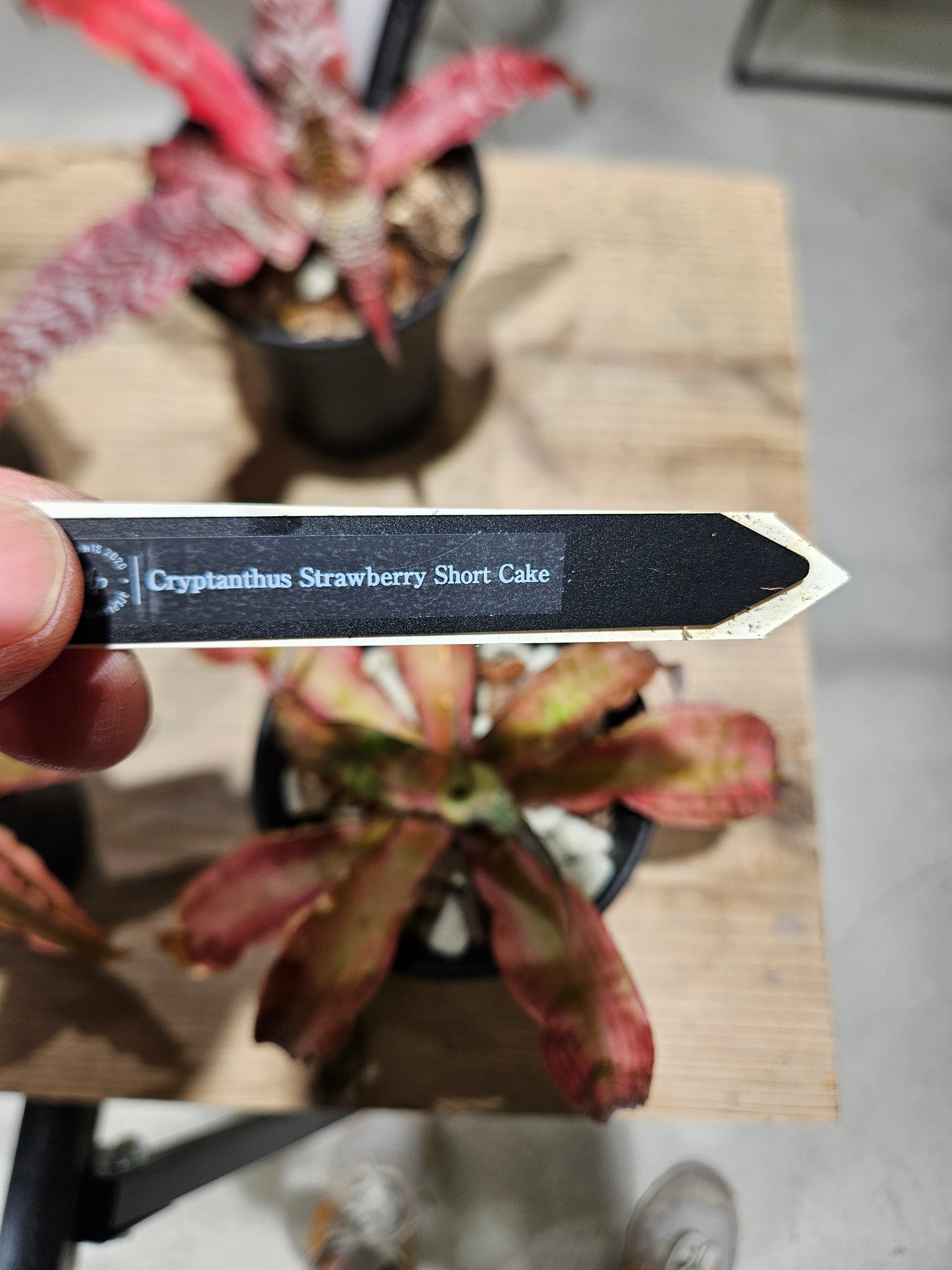 Cryptanthus Stawberry Short Cake【artPLANTs/PLANTS GARAGE