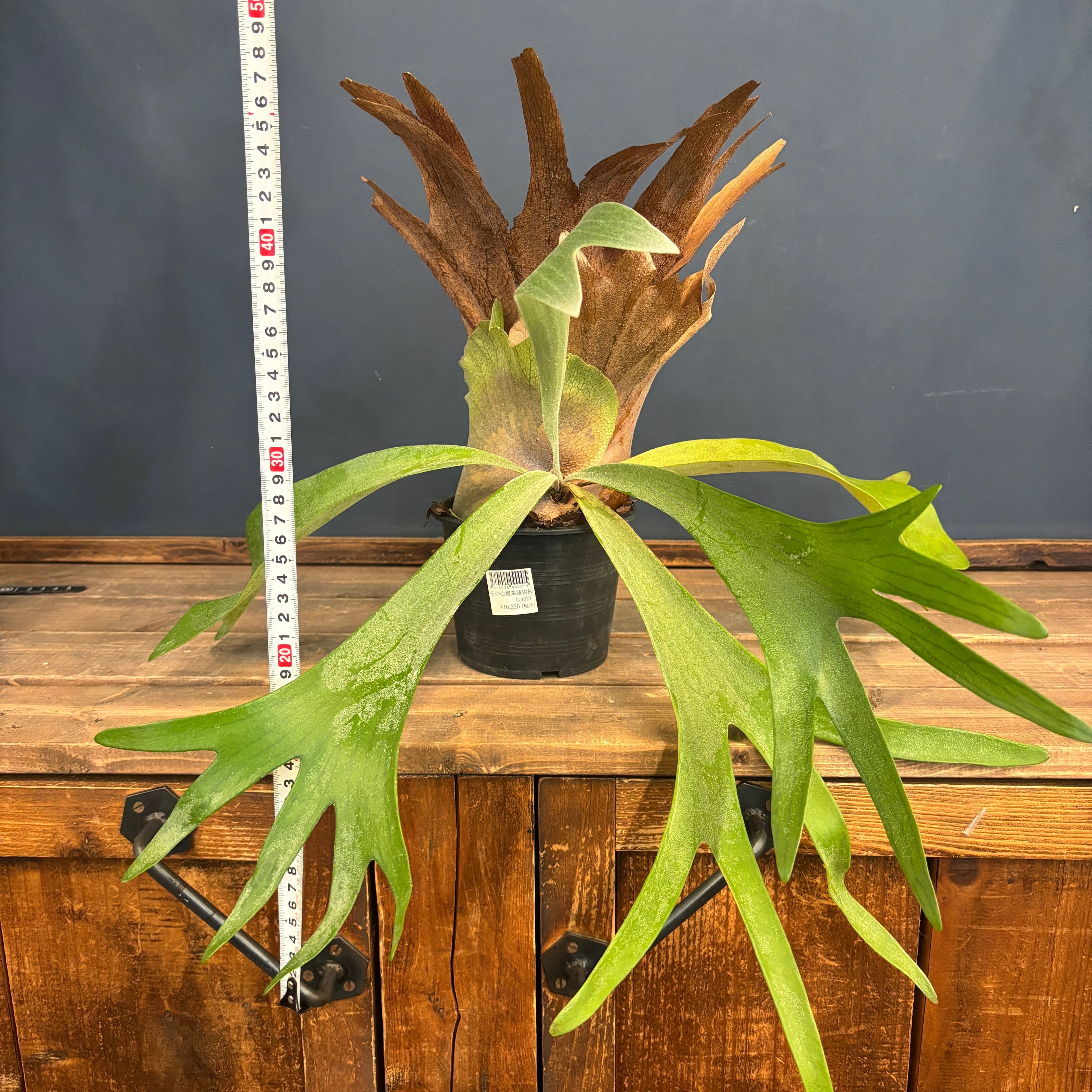 クリアランス】ビカクシダ 品種不明【198】 | PROTOLEAF プロトリーフ