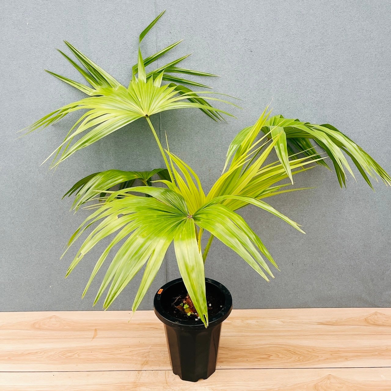 現品］6A ビロウヤシ 8号 観葉植物 大型 ヤシ プラスチック鉢 南国風