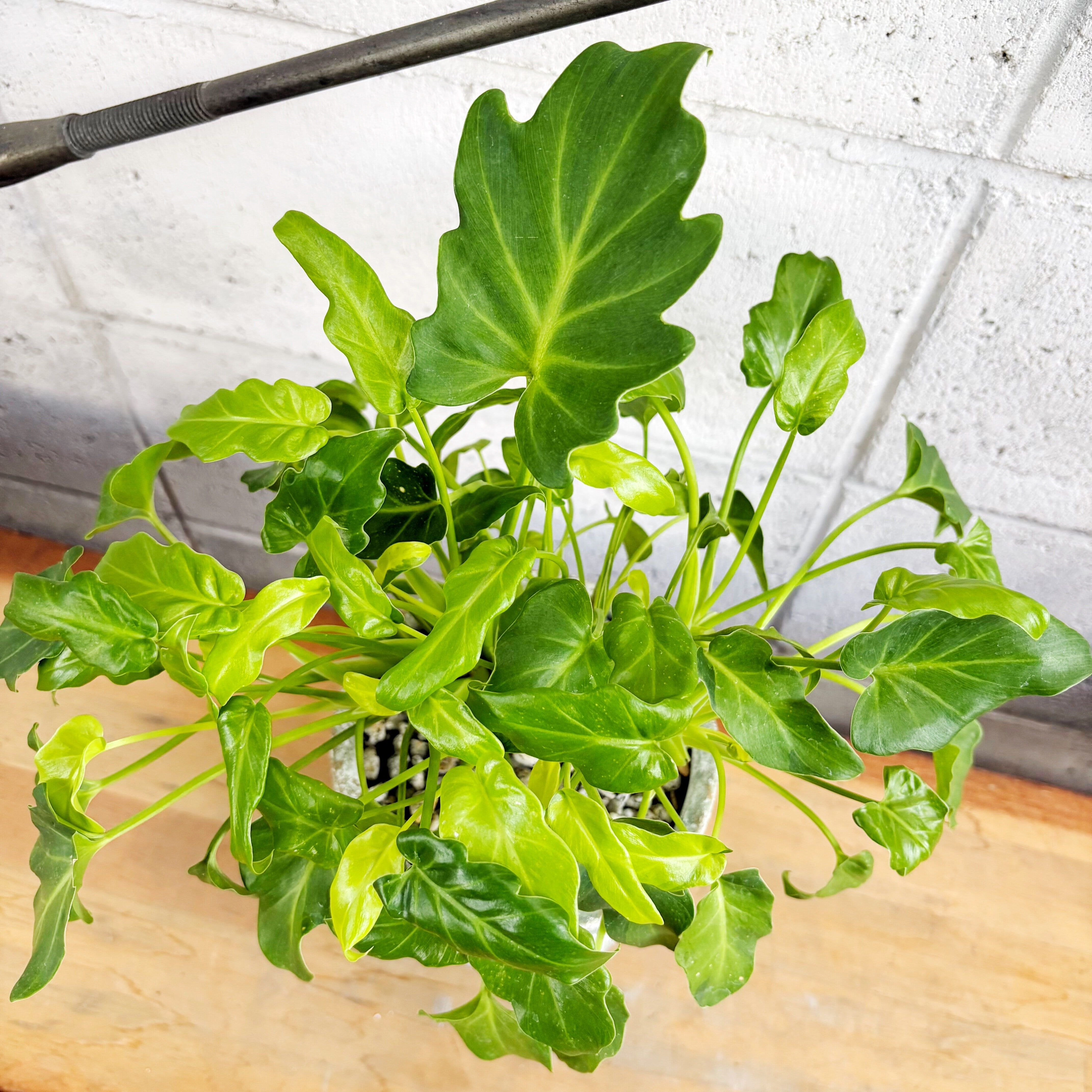 フィロデンドロン セローム 斑入り バリエガータ ザ・ファームセレクト