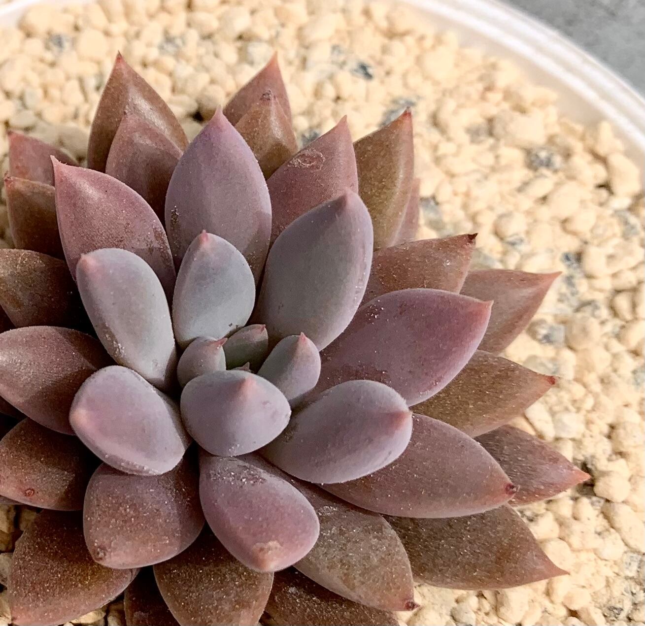 ランデブー　種① ランデブー | 植物じかん