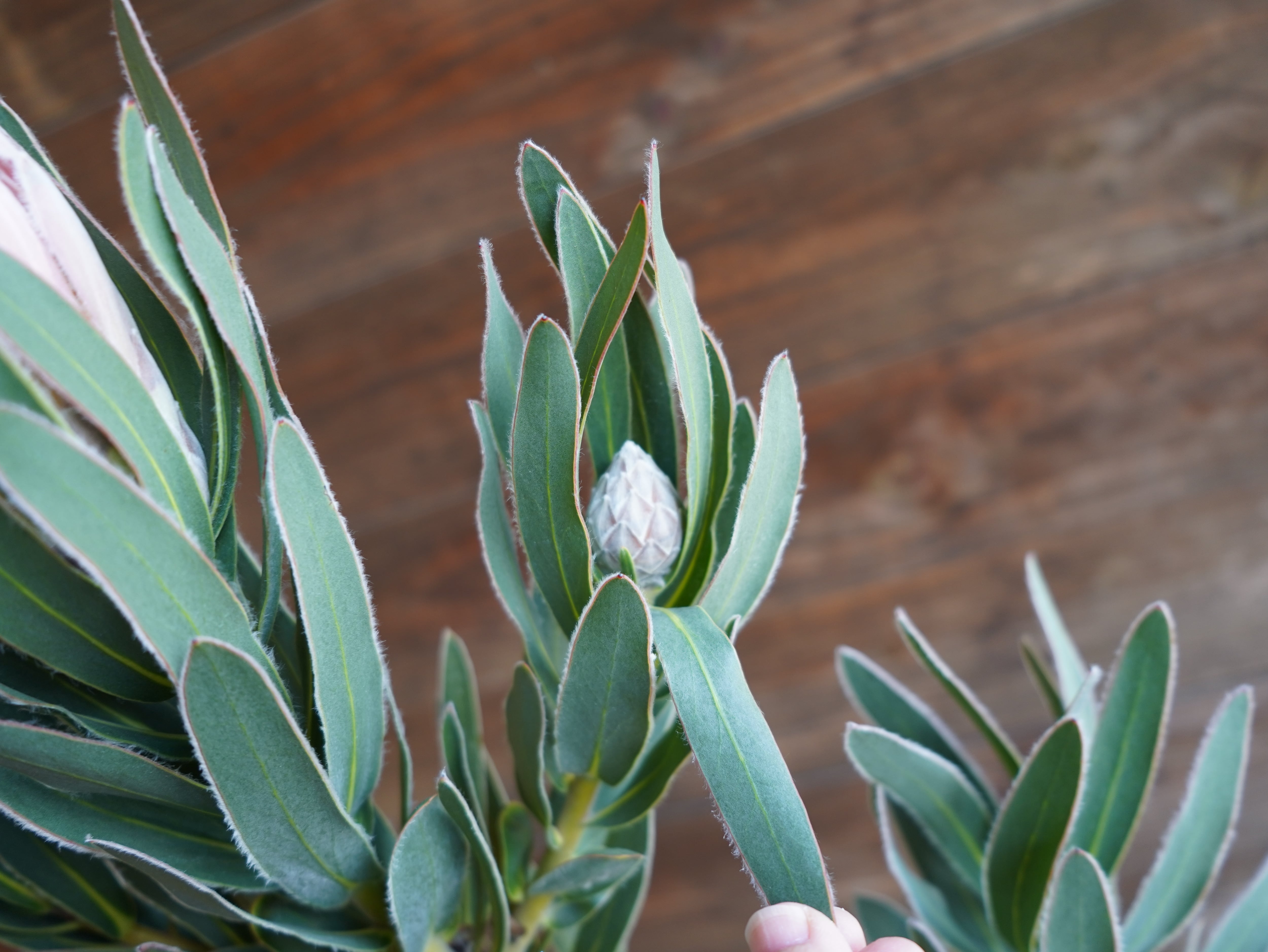 【現物】プロテア　"ピンクパール"