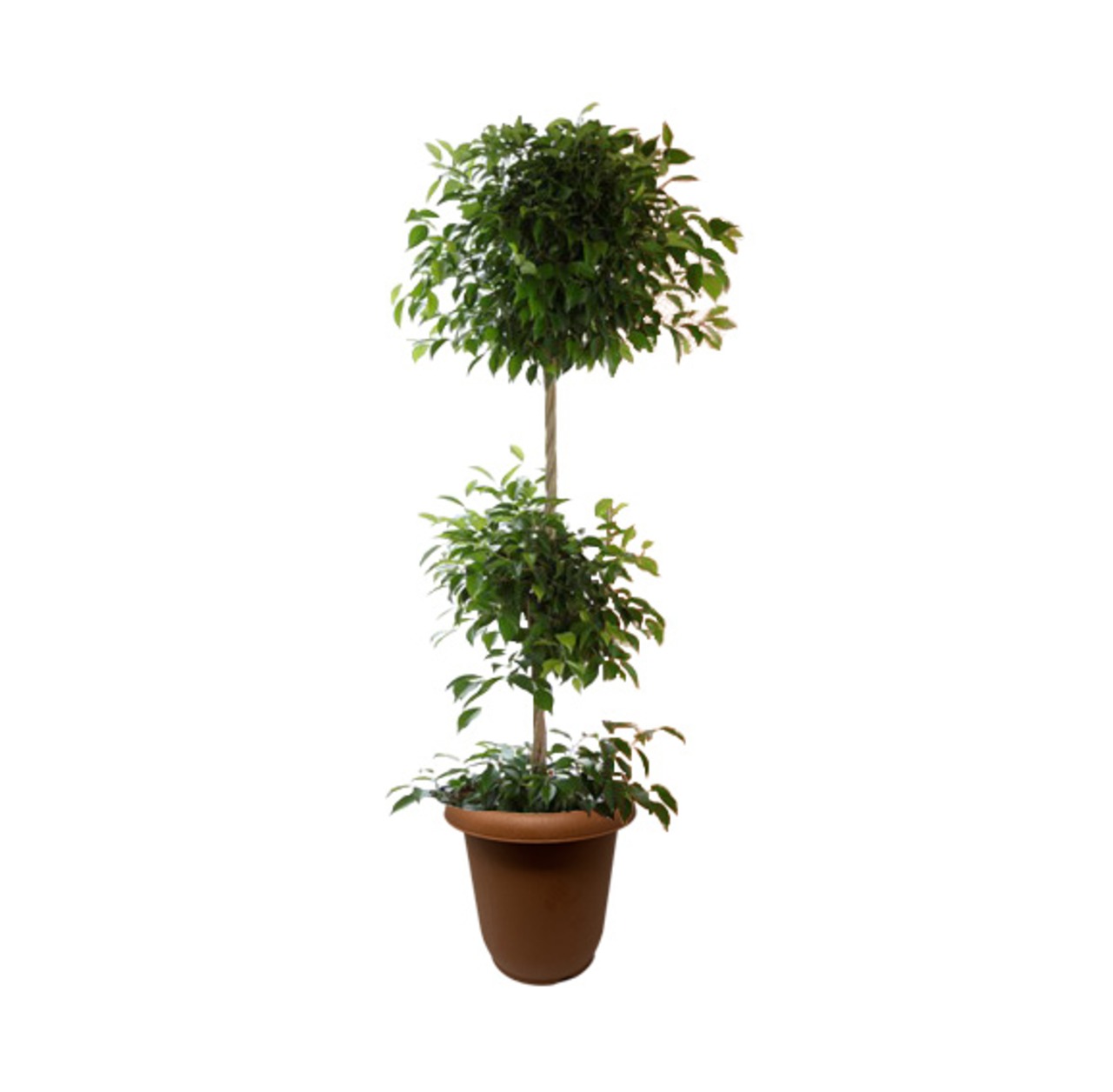 フィカス ベンジャミン 10号