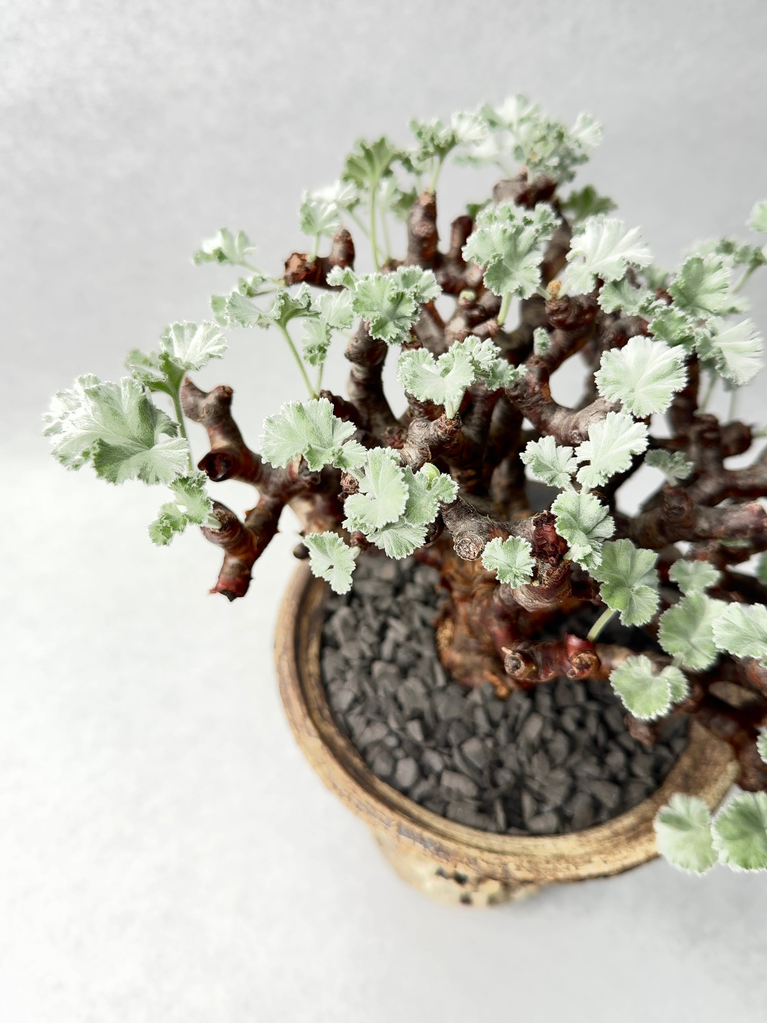 ペラルゴニウム・ミラビレ | trigger