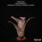 【送料無料】Hohenbergia leopoldo-horstii Hawaii form〔ホヘンベルギア〕現品発送H0064