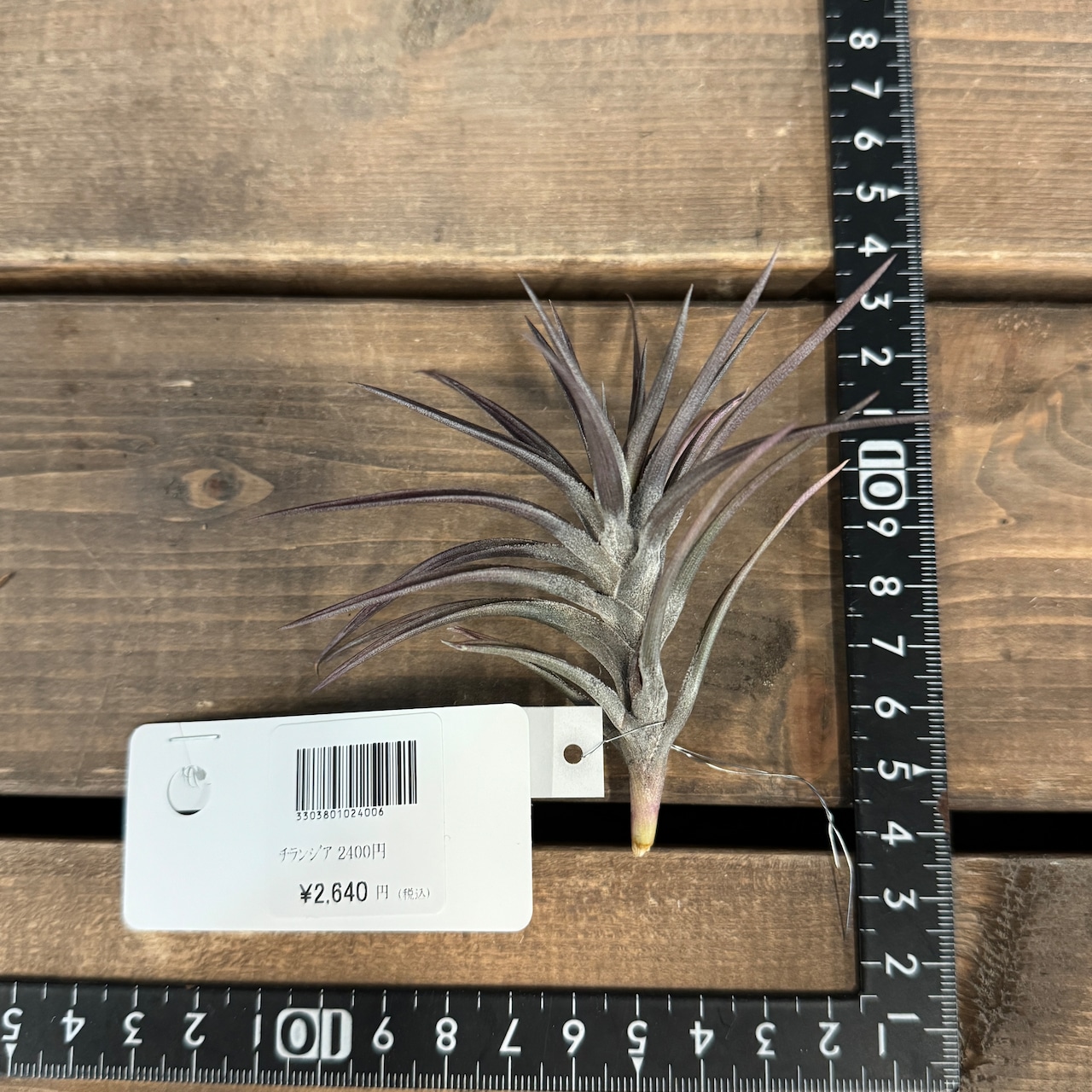 チランジア　ジョネシー【738】