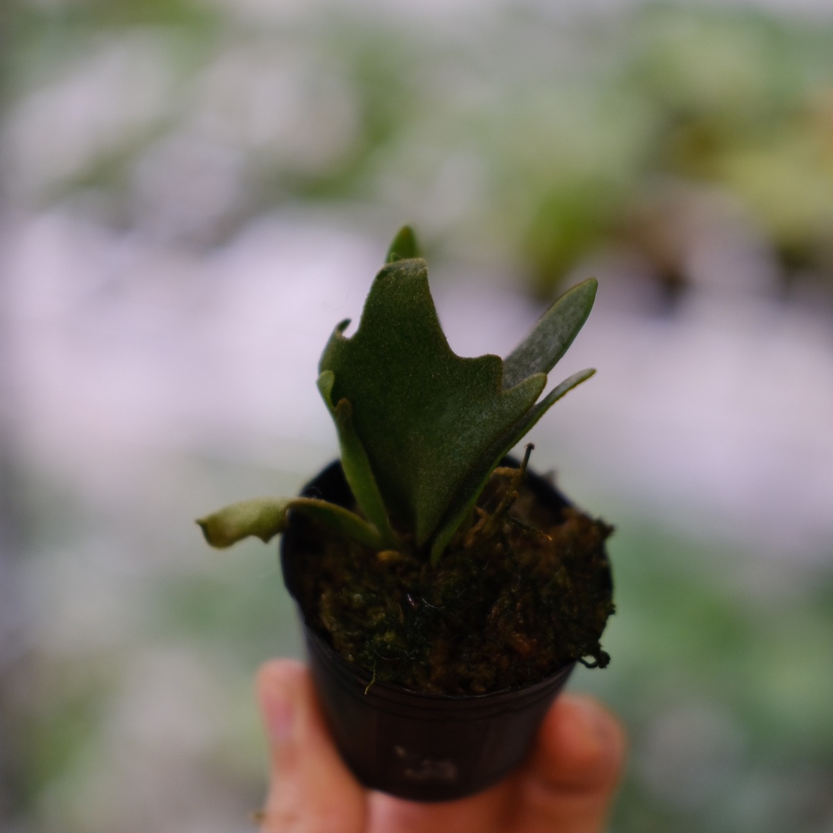 P.willinckii 