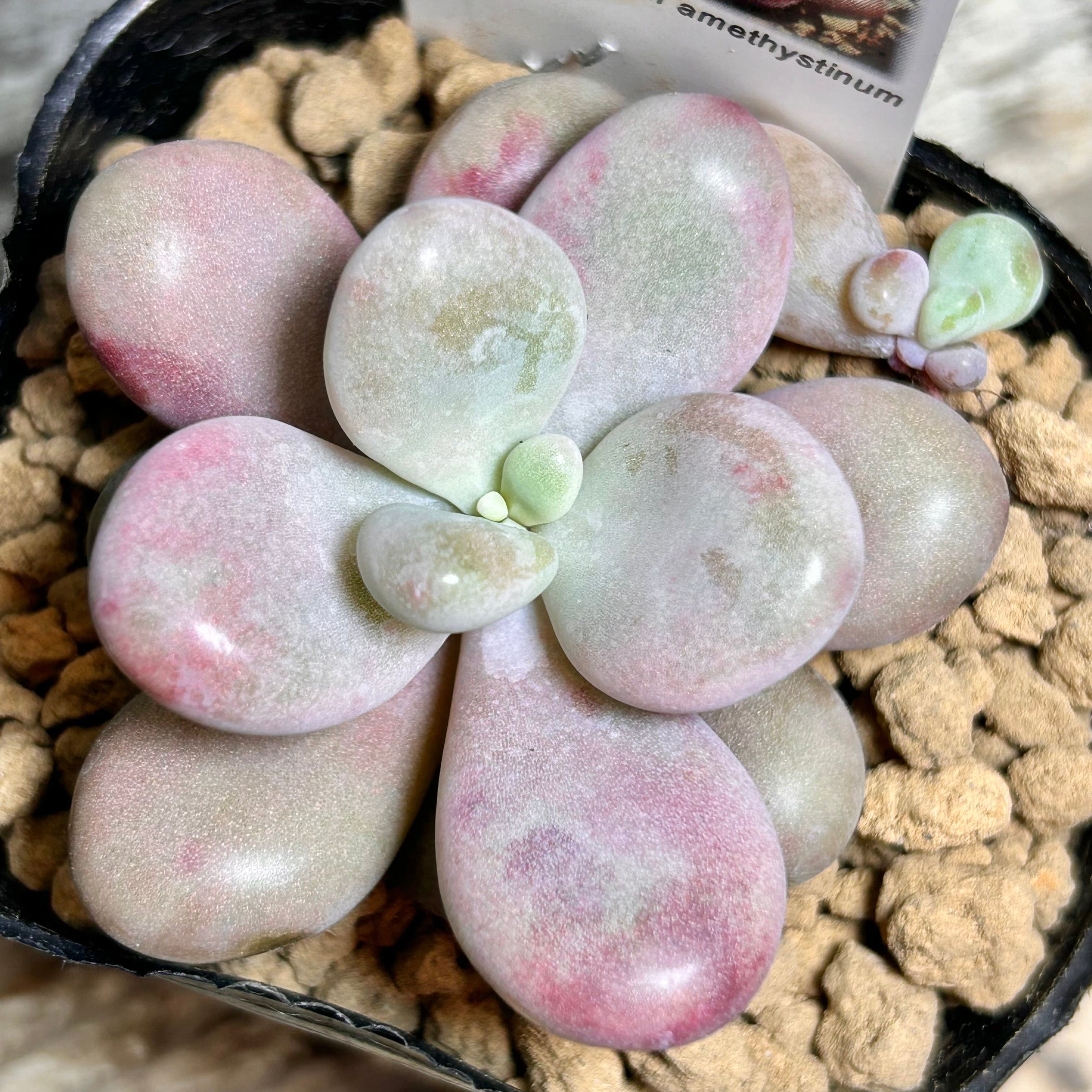 T)白鳳錦(アエオニウム) | RuPo 多肉植物専門店