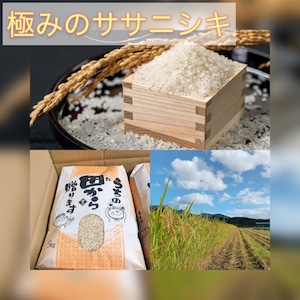 極みのササニシキ 10kg 令和5年産　