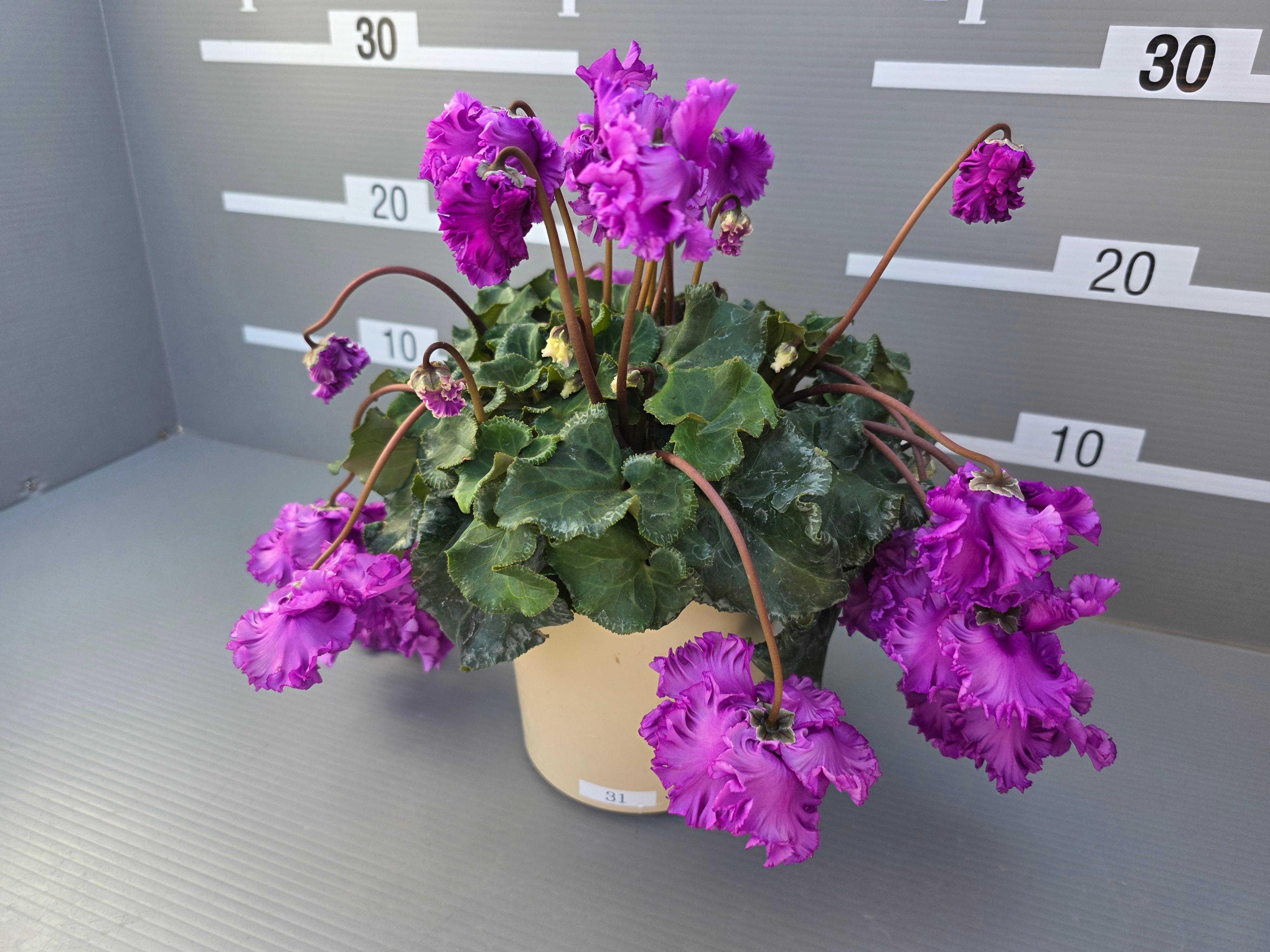 シクラメンフローエル(๑˃̵ᴗ˂̵) 新花色】シクラメン5号鉢 FLOW～EL～ フローエル31 ブルー系 | hayashi