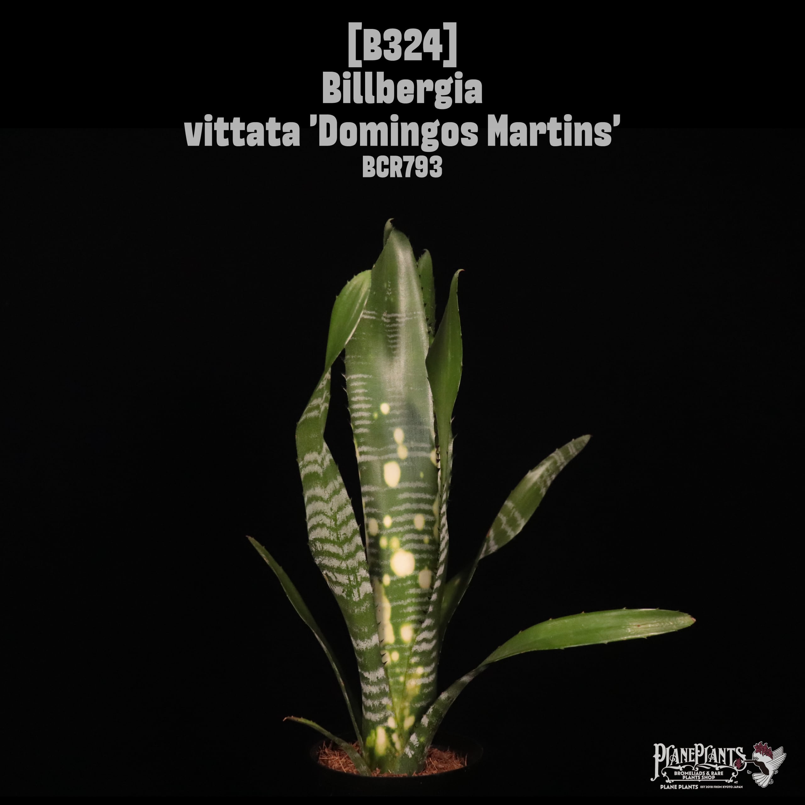 【送料無料】Billbergia vittata 'Domingos Martins'〔ビルベルギア〕現品発送B324