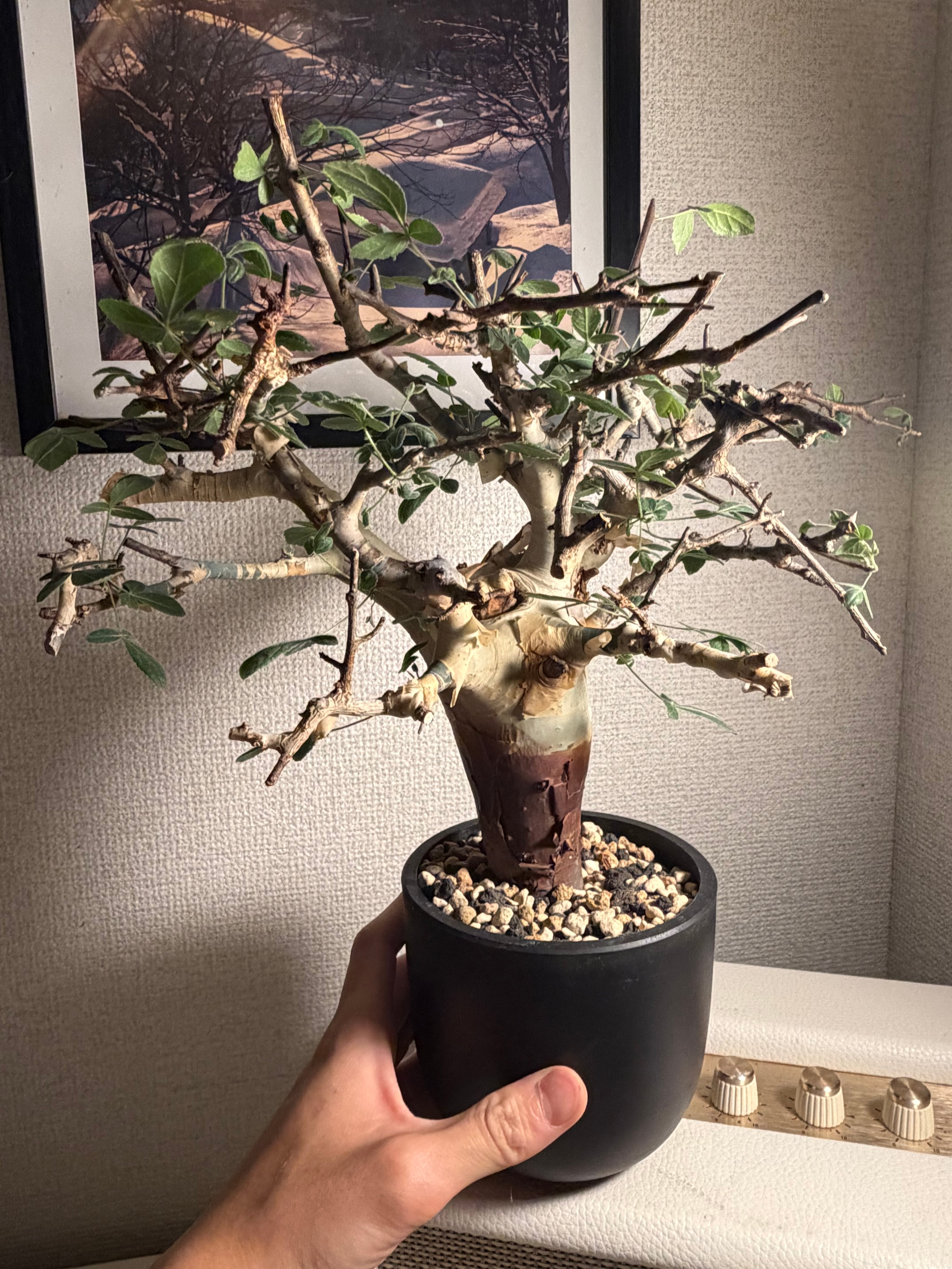 コミフォラ アフリカーナ 塊根植物 Commiphora カタフ パキプス
