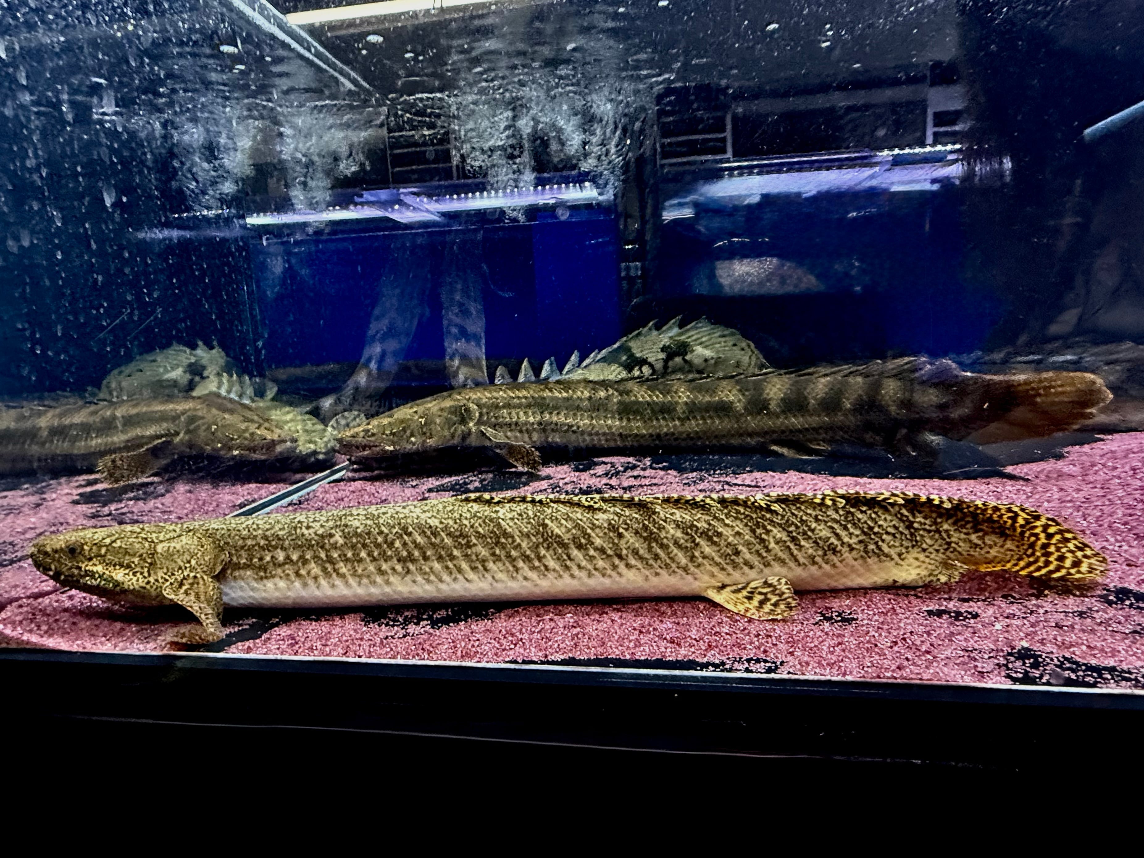 ポリプテルス　タンガニーカ　オルナティ 直輸入】Po.オルナティピンニス タンガニーカ湖産①46cm | AQUASTYLEG