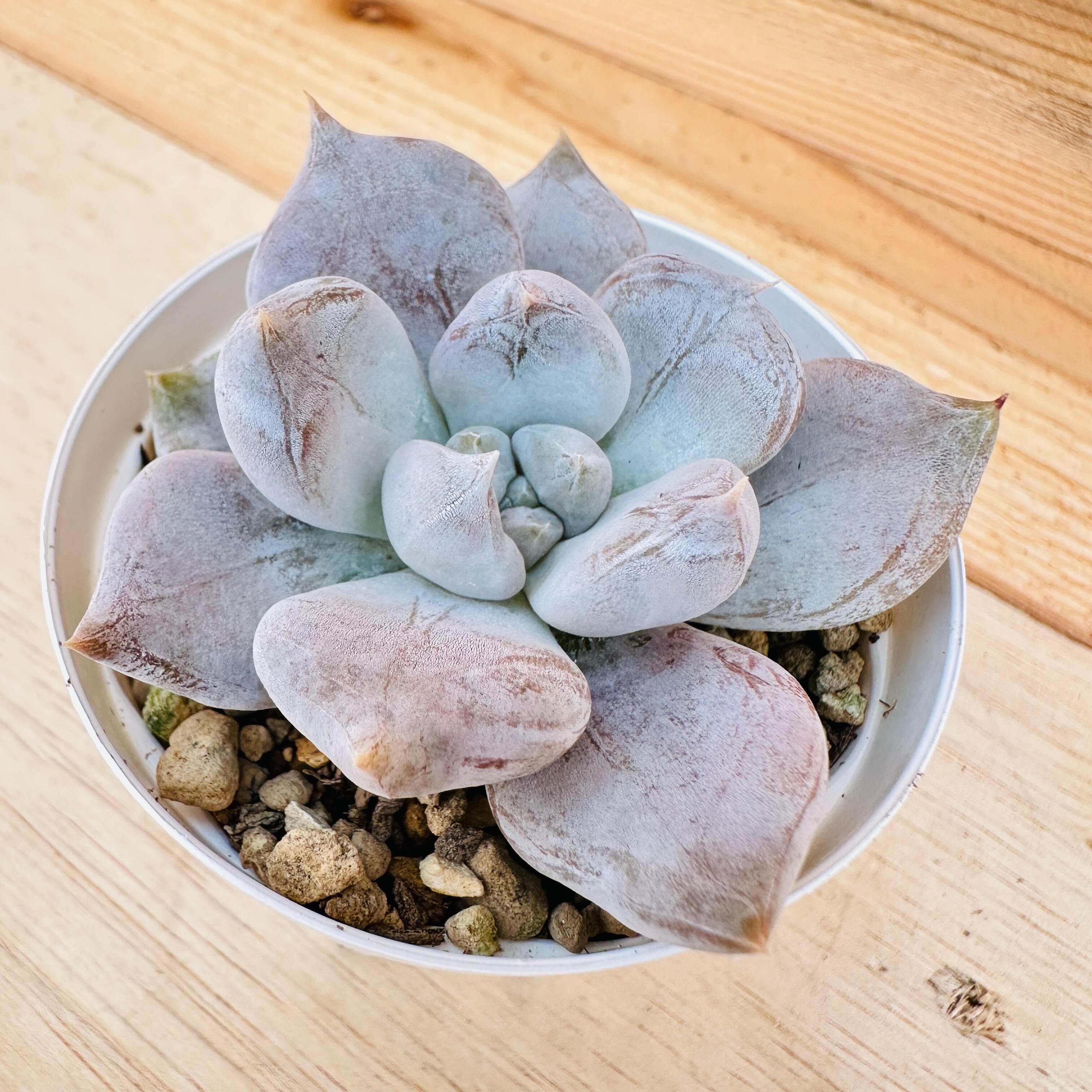 お纏め多肉植物　❁︎プリズム錦　発根済 お纏め多肉植物 ❁︎プリズム錦 発根済