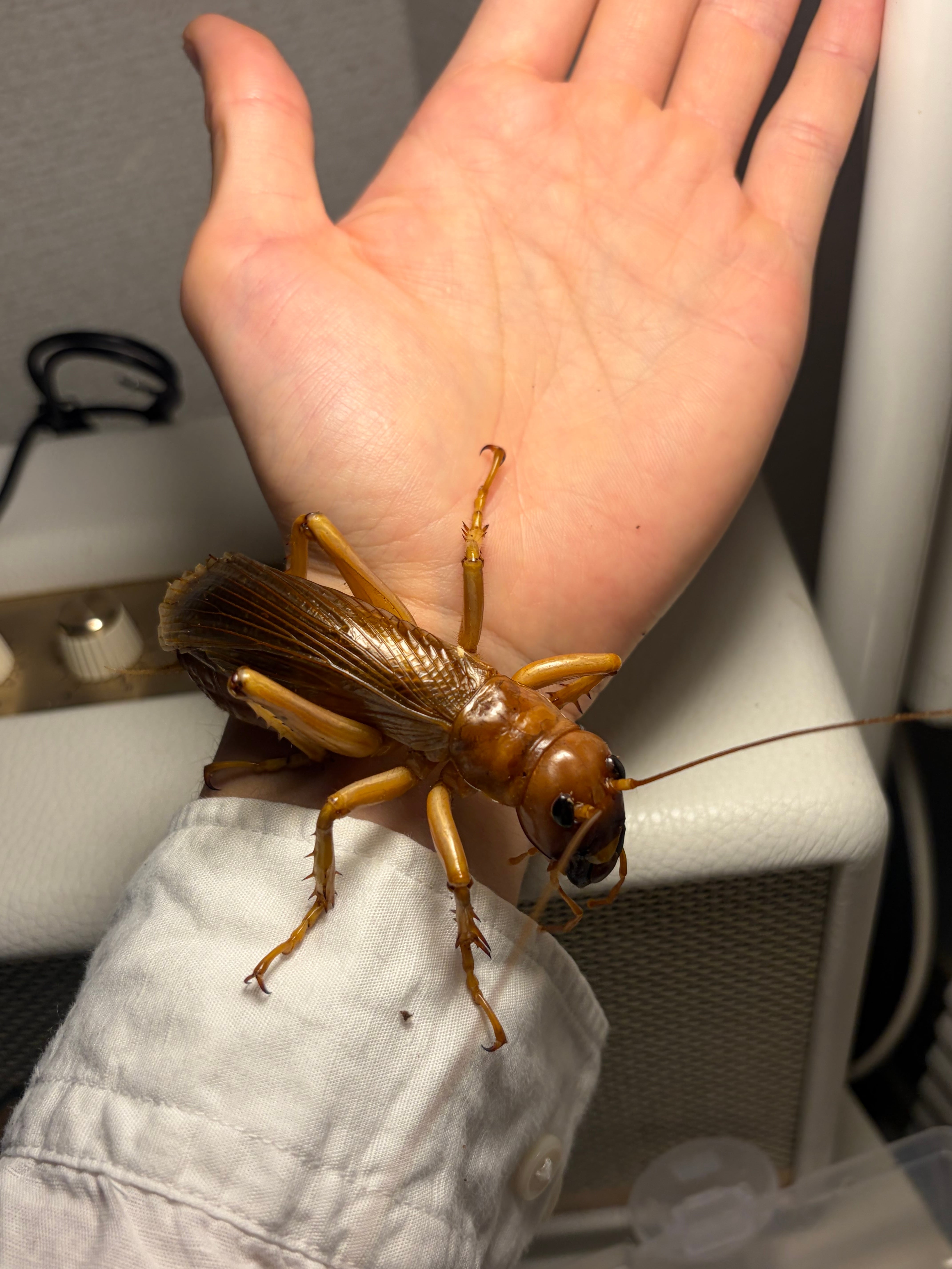 生体ペア】リオック Sia ferox コロギス 昆虫標本デュビアタランチュラ