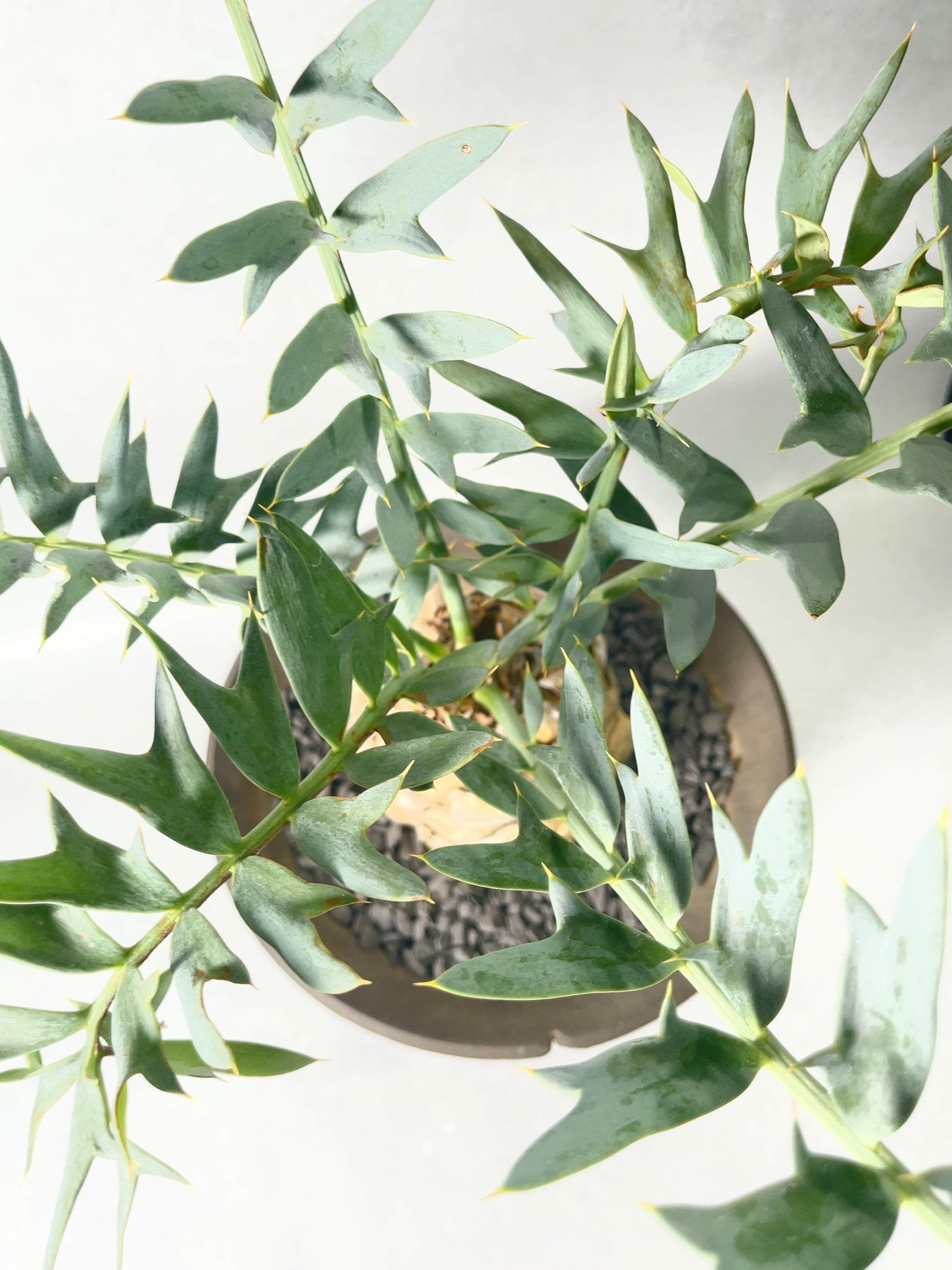 エンセファラルトス・ホリダス | trigger