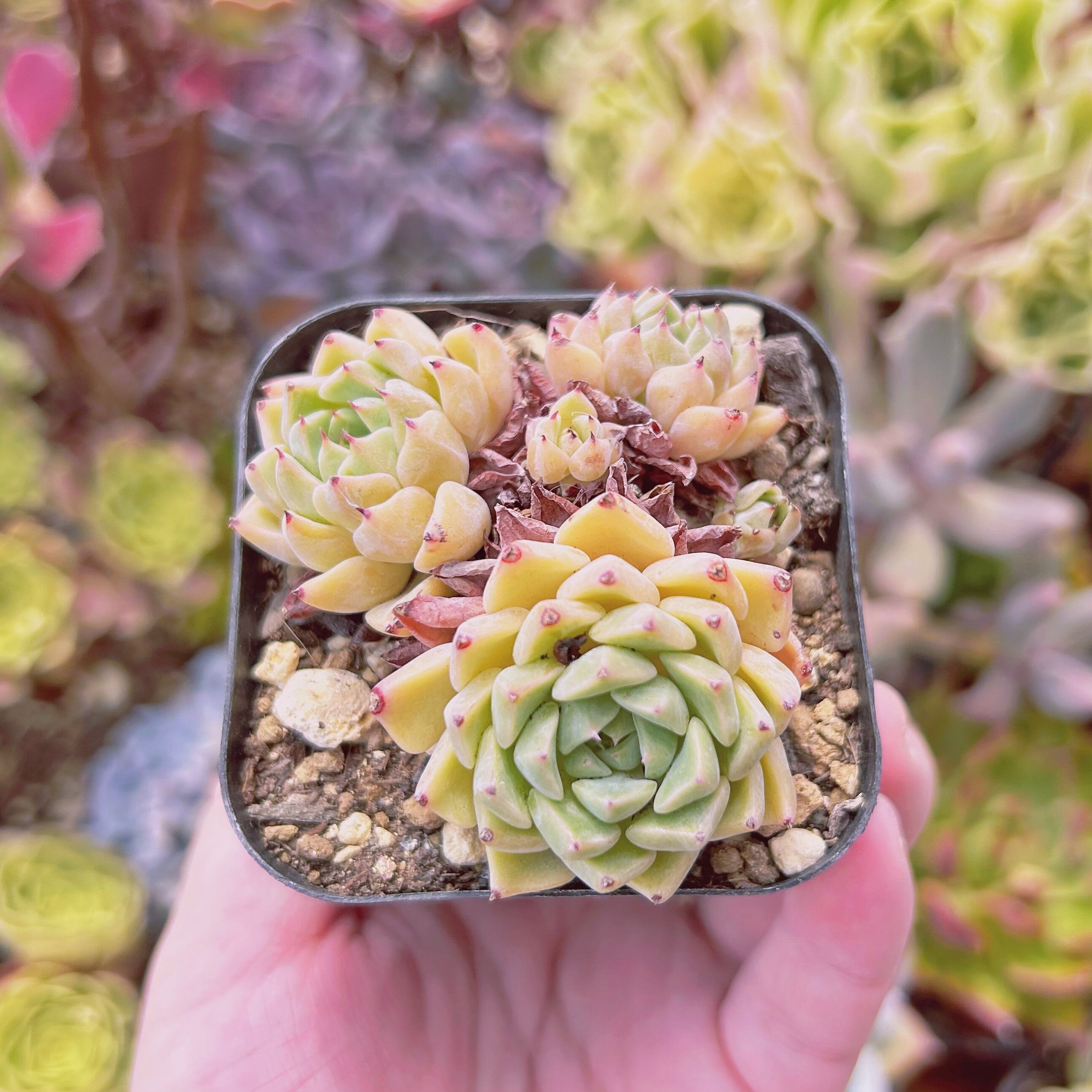 現物　多肉植物　沙羅姫牡丹sp 抜き苗