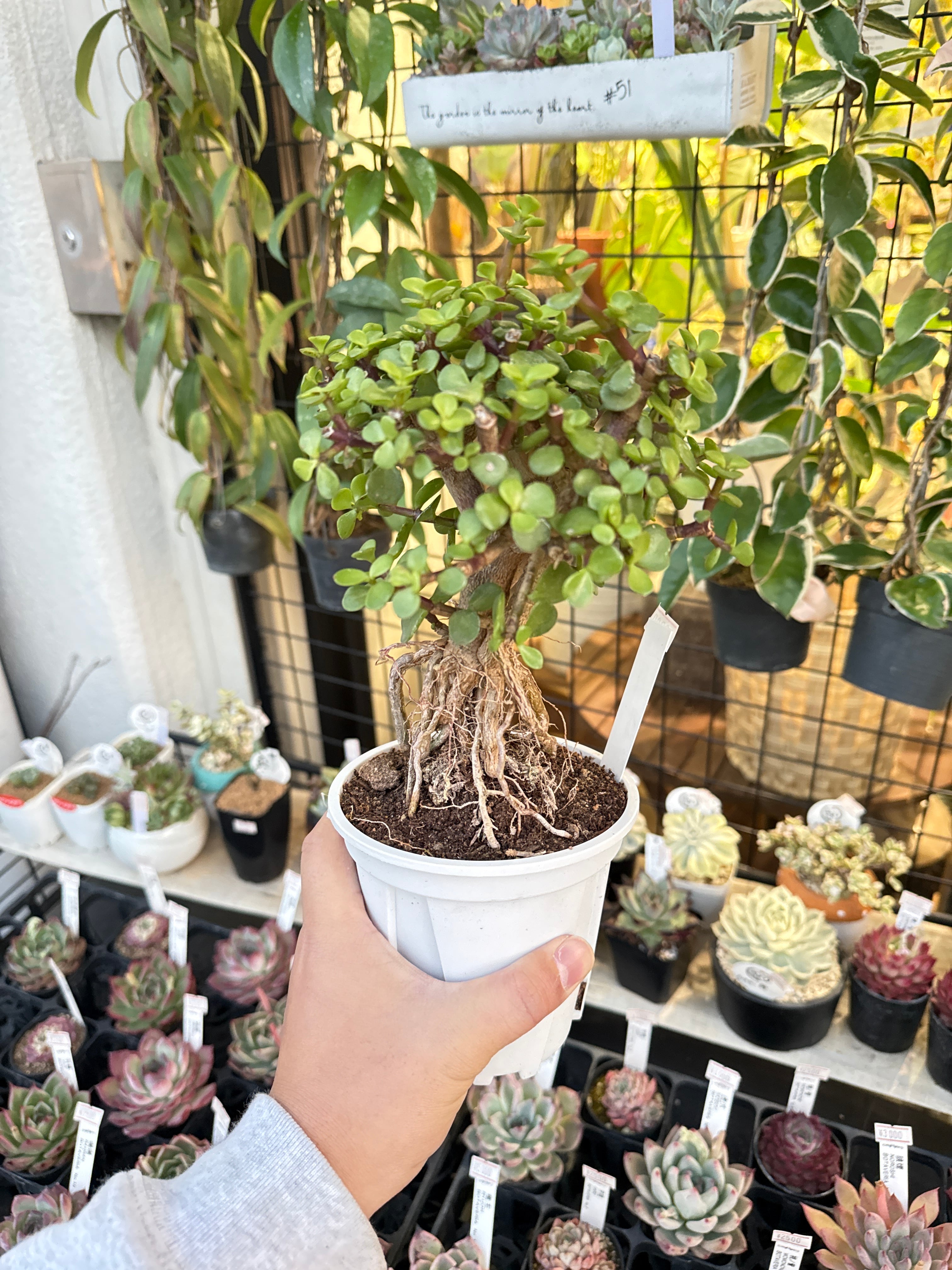 直接引取■大木ポーチュラカリア・アフラ/165cm/庭木や地植えにも■多肉質の葉 ポーチュラカリア アフラ | Gardenえん 【観葉熱帯植物】