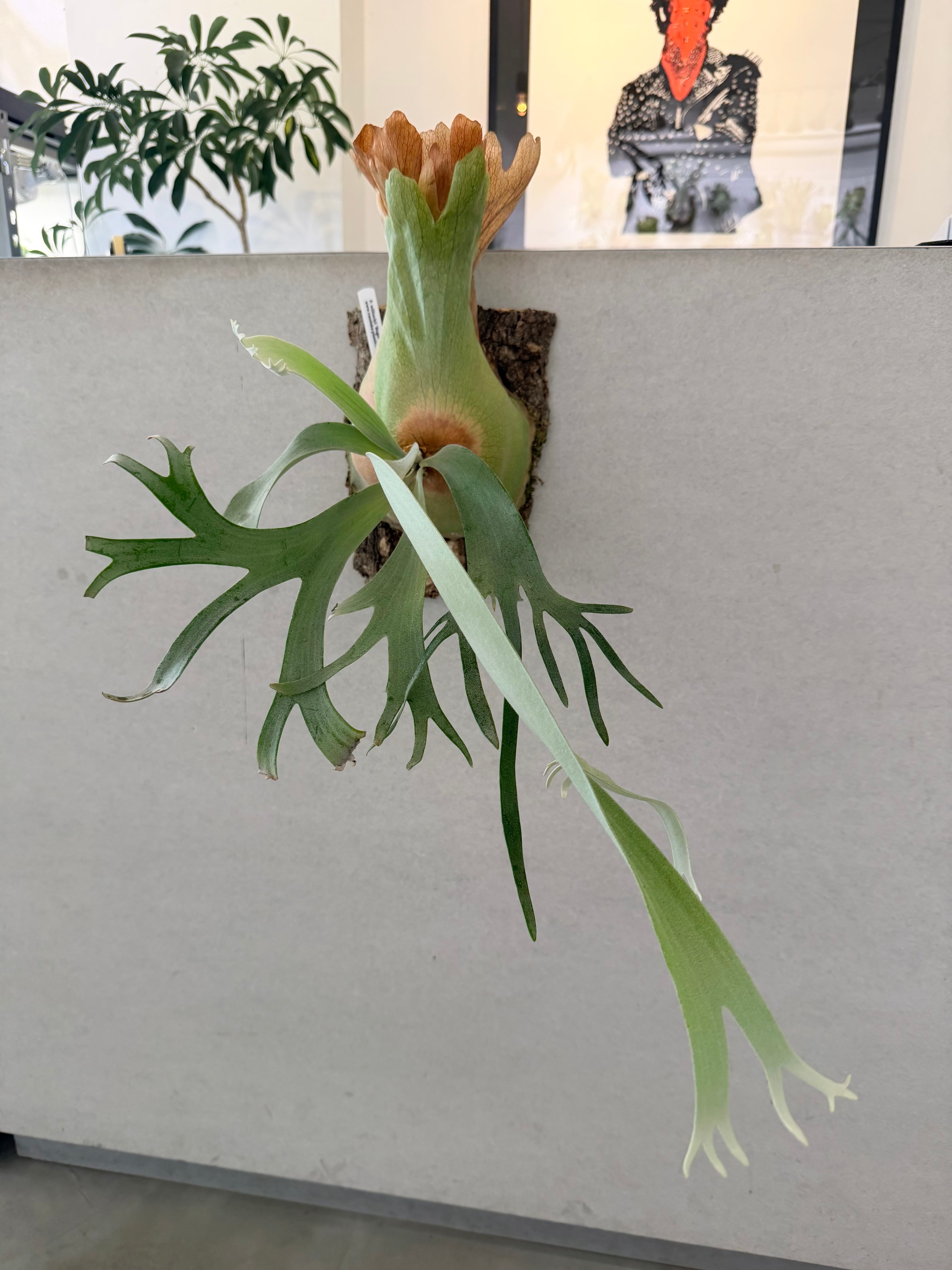 P. Willinckii 'Bogor Mr. Suddan' ビカクシダ ウィリンキー 'ボゴール