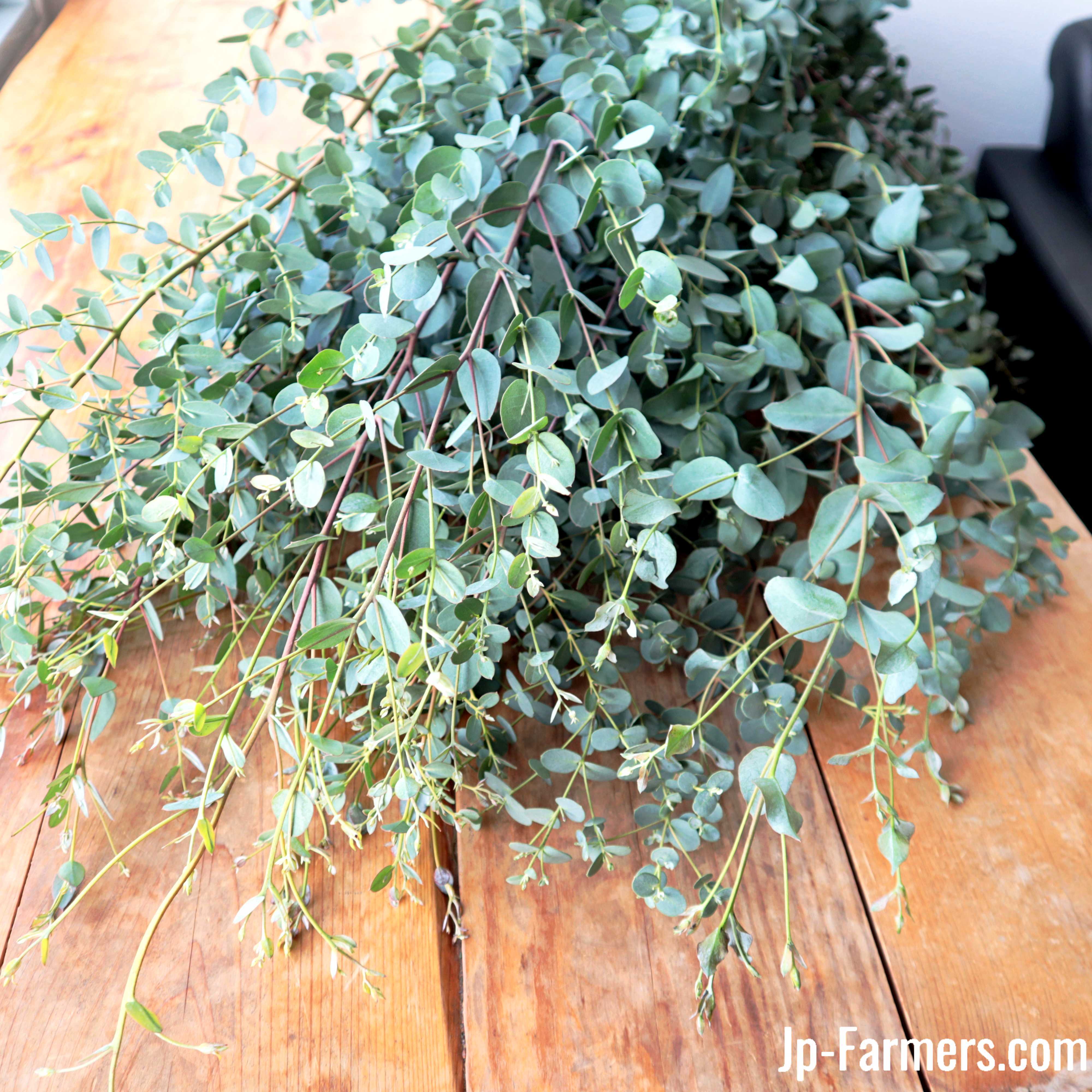 手に余るほどのボリューム 松山市農協 グニーユーカリ 10本 | 新鮮お花