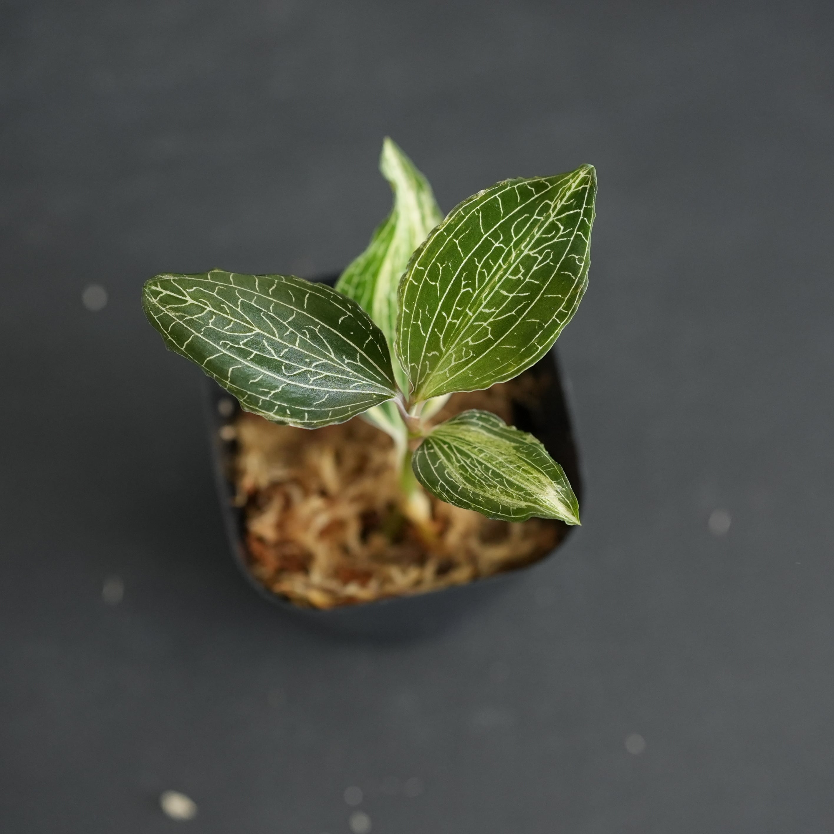 ◇現品◇Anoectochilus roxburghii 'Nail' 斑入り【ジュエルオーキッド