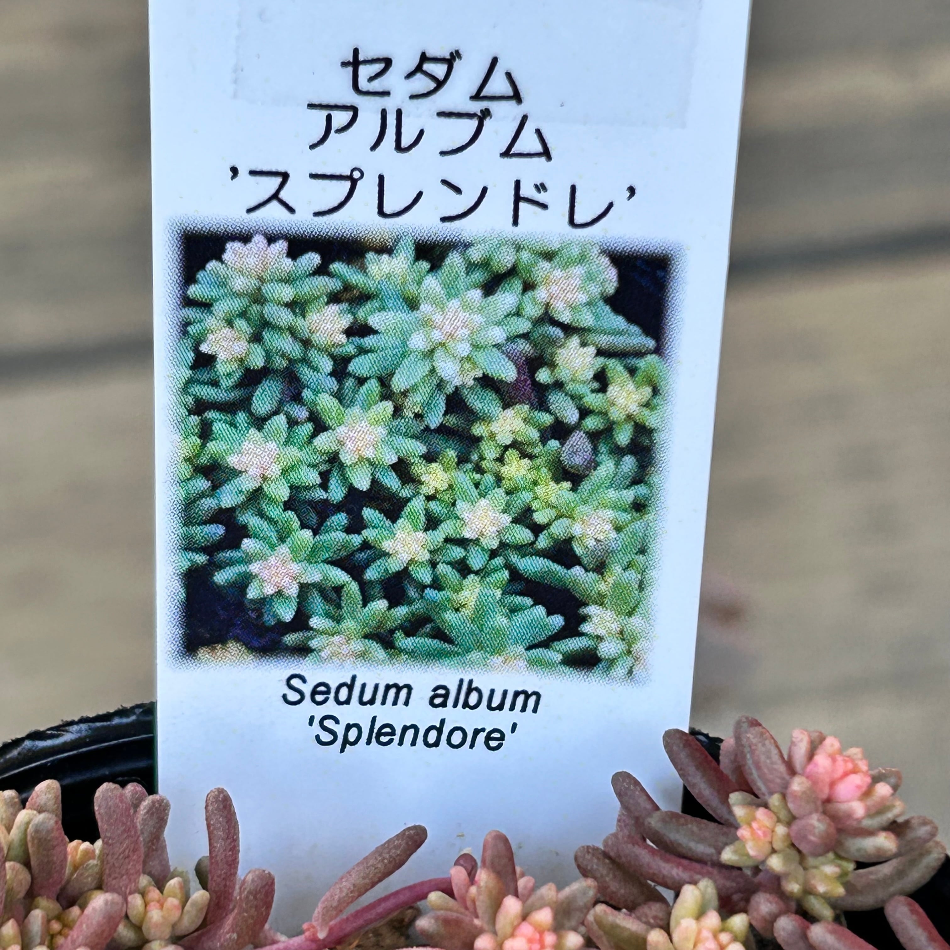 スプレンドレ セダム | RuPo 多肉植物専門店