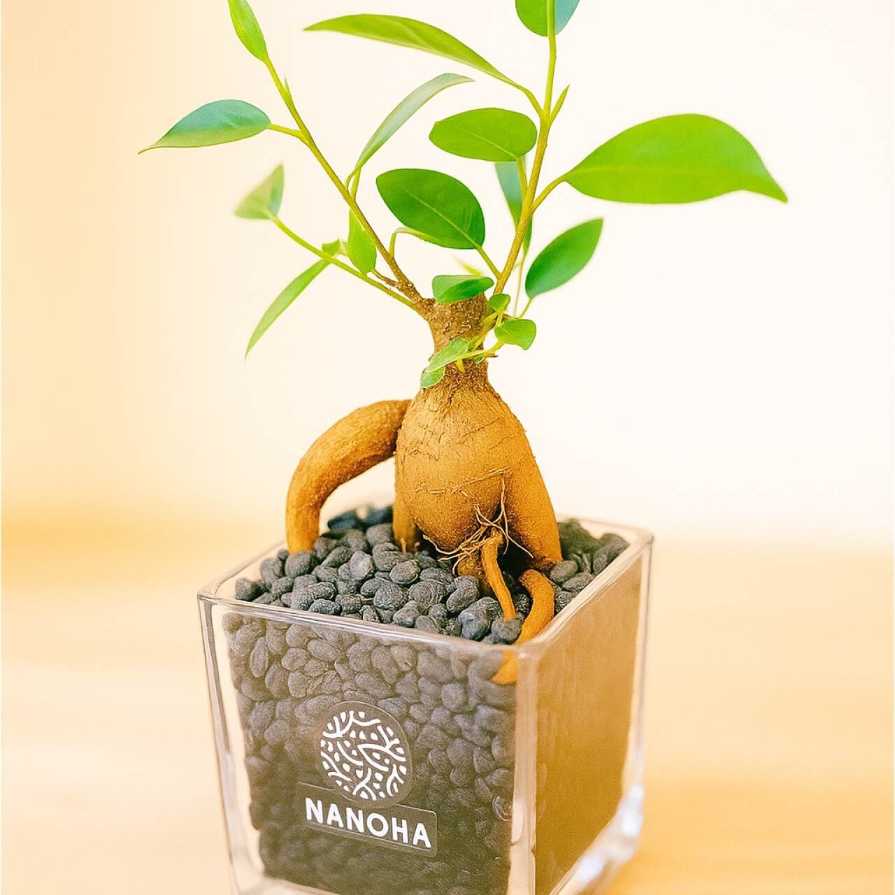 ガジュマル 黒砂利（四角容器） | インテリアグリーンショップ【NANOHA