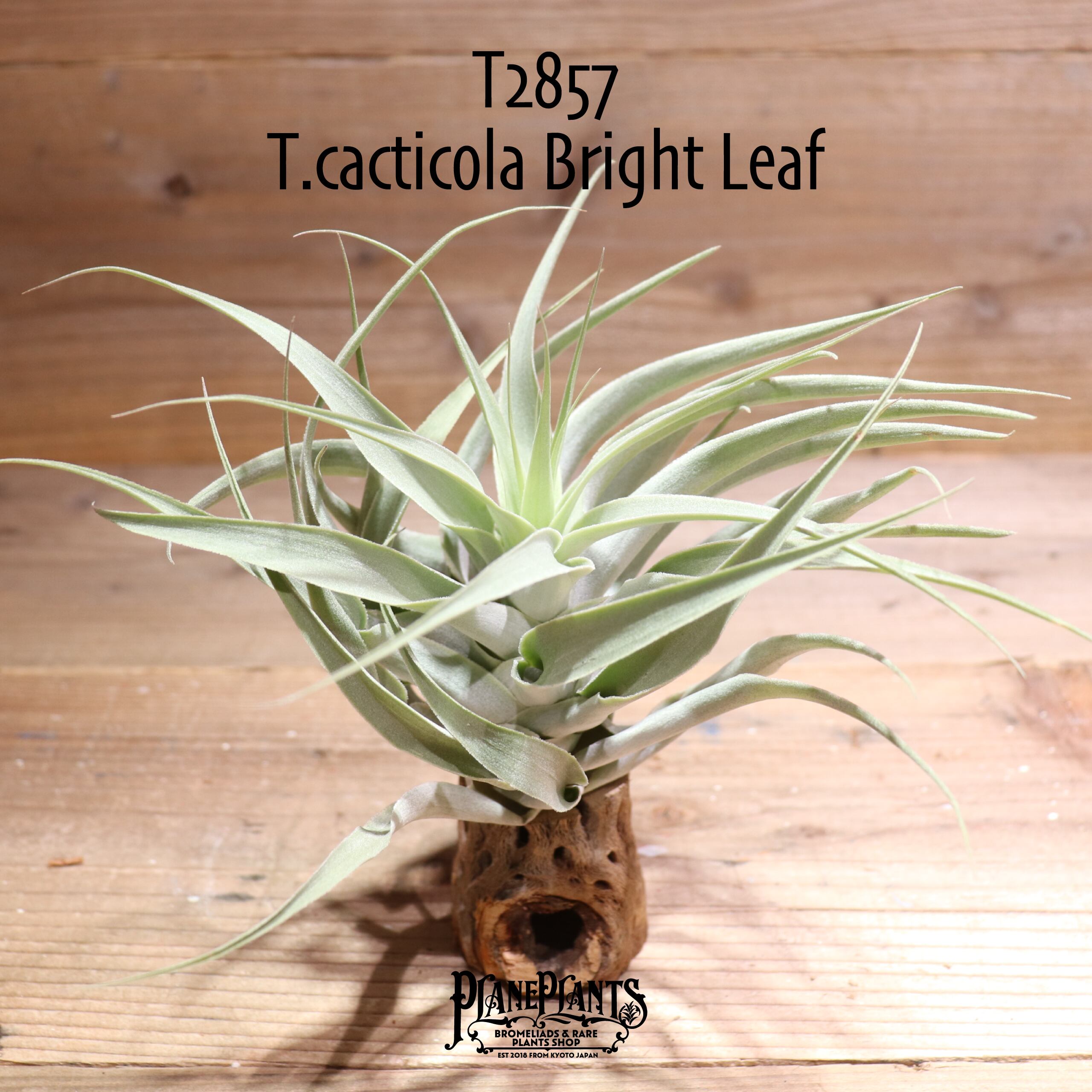 【送料無料】cacticola Bright Leaf〔エアプランツ〕現品発送T2857
