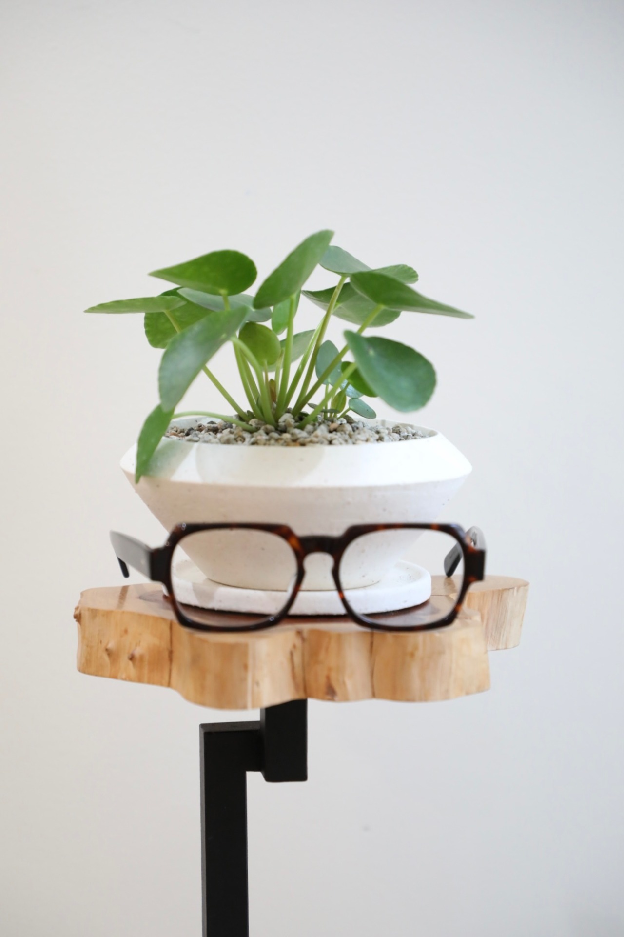 【S】ペペロミア オイデス/Peperomia oides ※陶器鉢付き