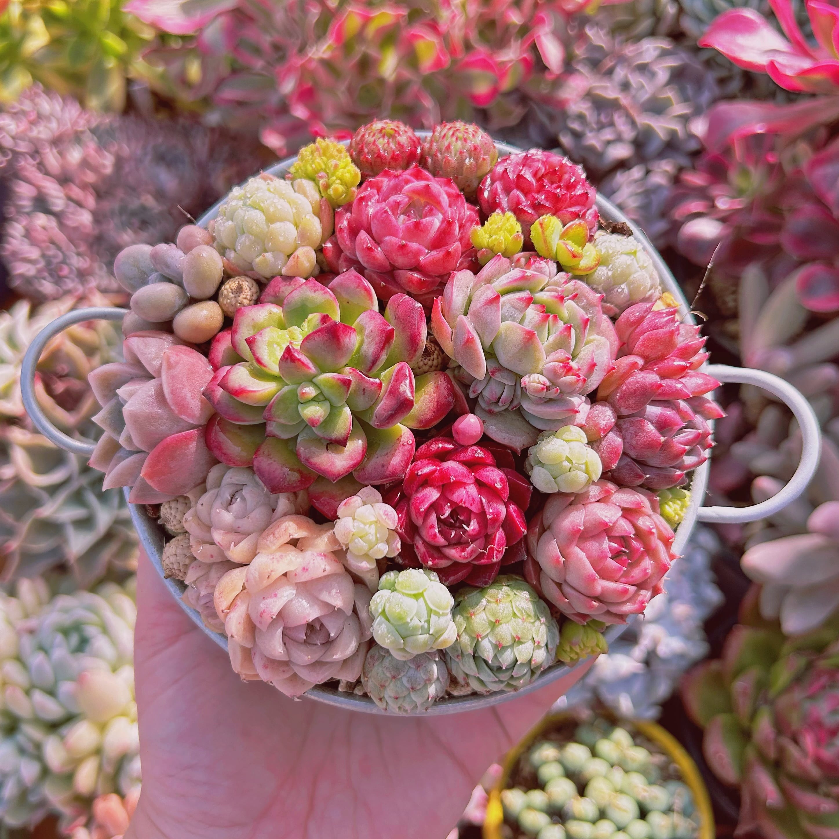 #579現物　寄せ植えセット