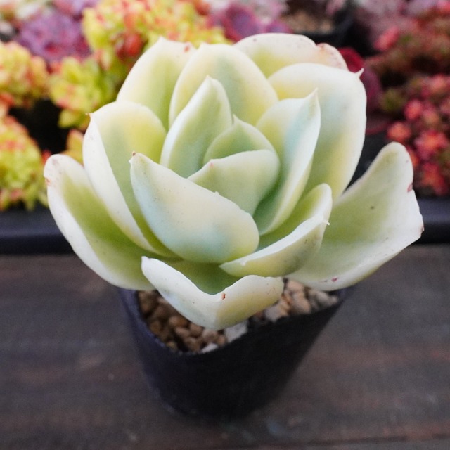 【ムーンリバー錦】　斑入り　エケベリア　韓国多肉