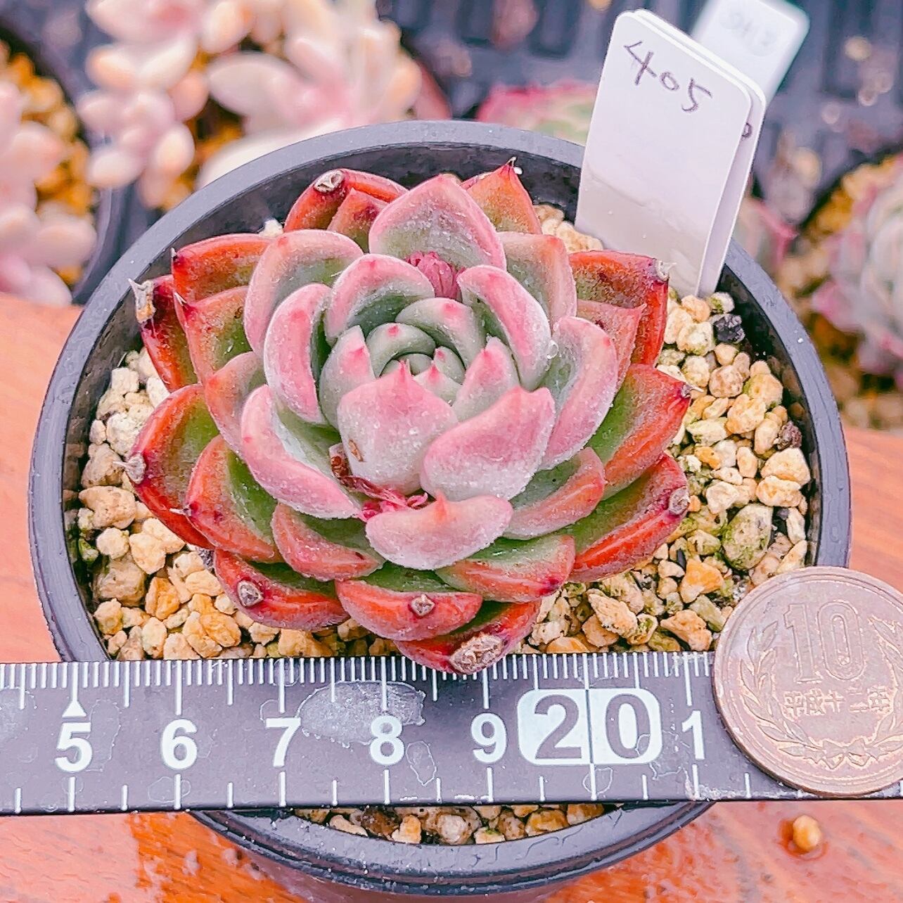 多肉植物 ラブレター 韓国苗 美苗 #405 | Pay ID