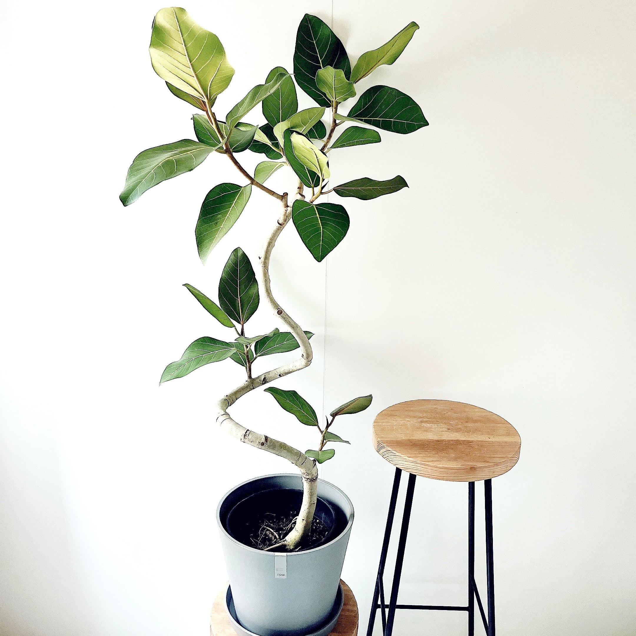 【極上・現品】フィカス ウンベラータ 10号鉢 170cm ｜ 贅沢な5株植え 極上・現品】フィカス ウンベラータ 10号鉢 170cm ｜ 贅沢な5株植え