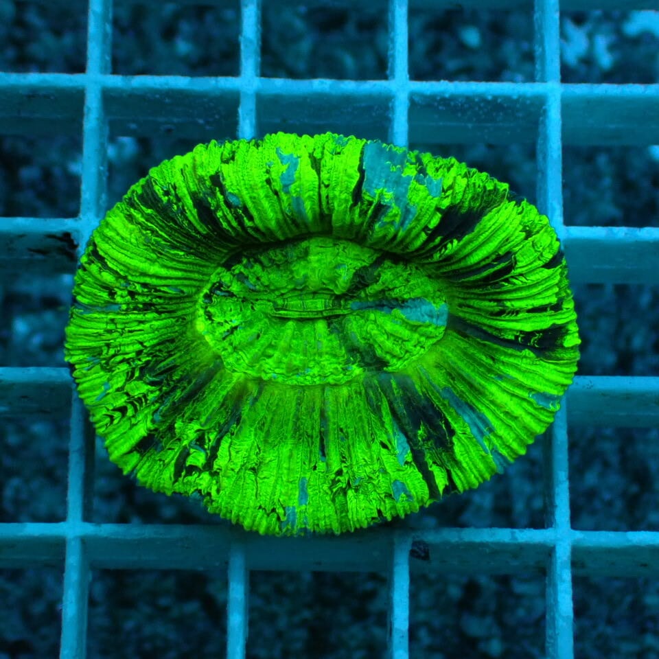 オオバナ / ブレインコーラル | HOUSE REEF(ハウスリーフ)サンゴ・海水