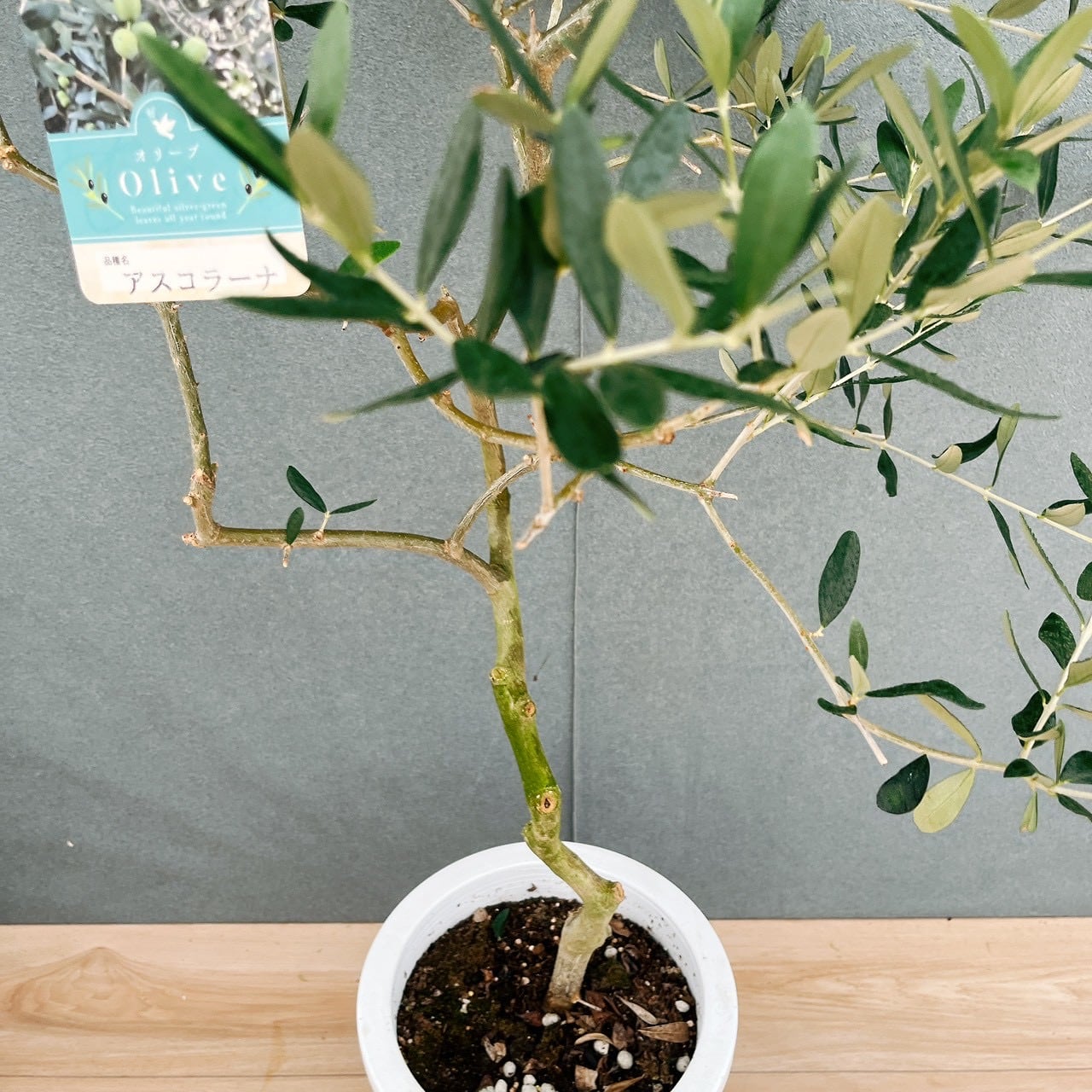 現品］【希少】E オリーブ アスコラーナ 8号 観葉植物 レア ベランダ