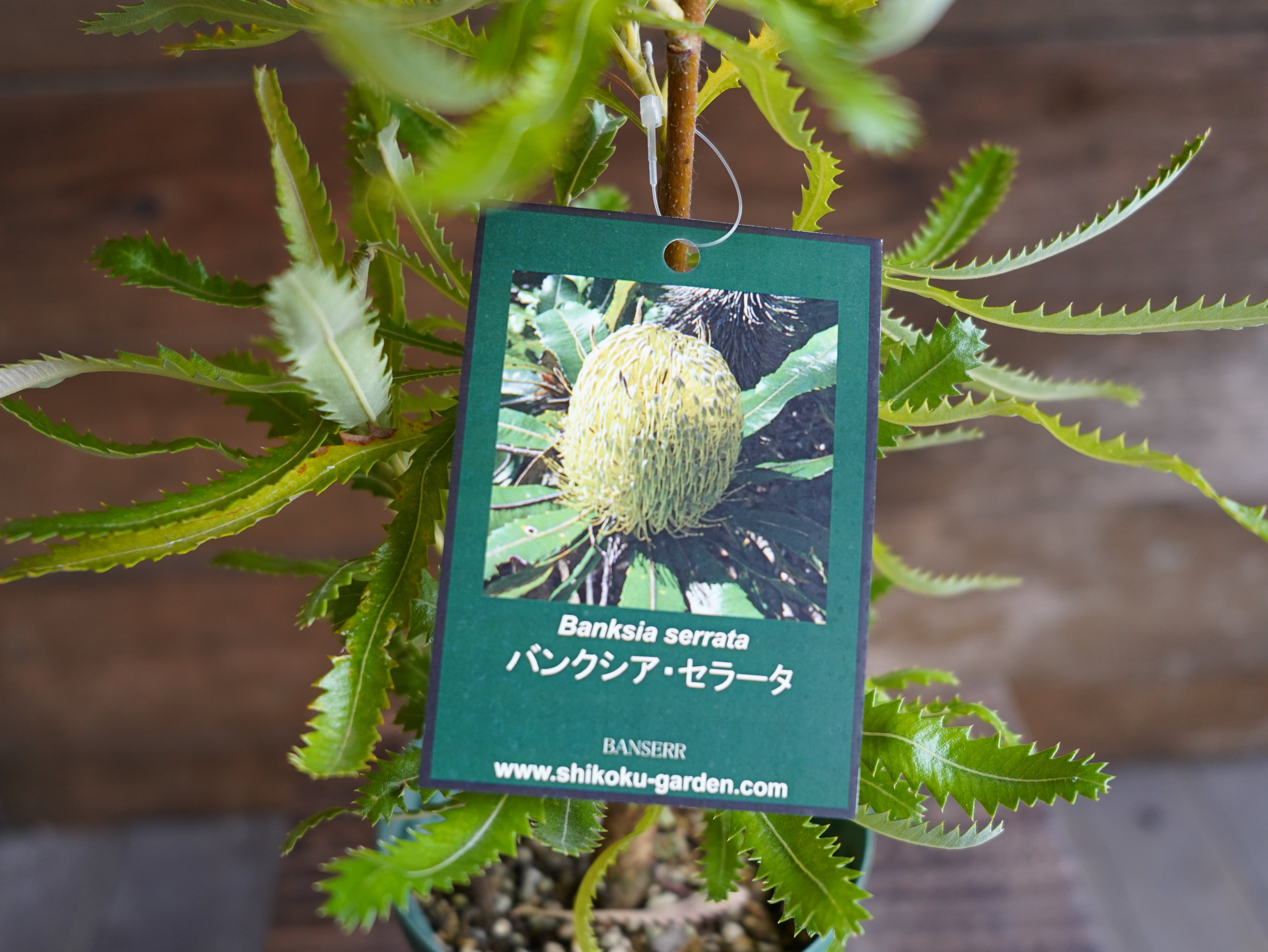 【現物】バンクシア　”セラータ”　A