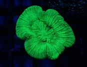 Trachyphyllia Toxic 5"