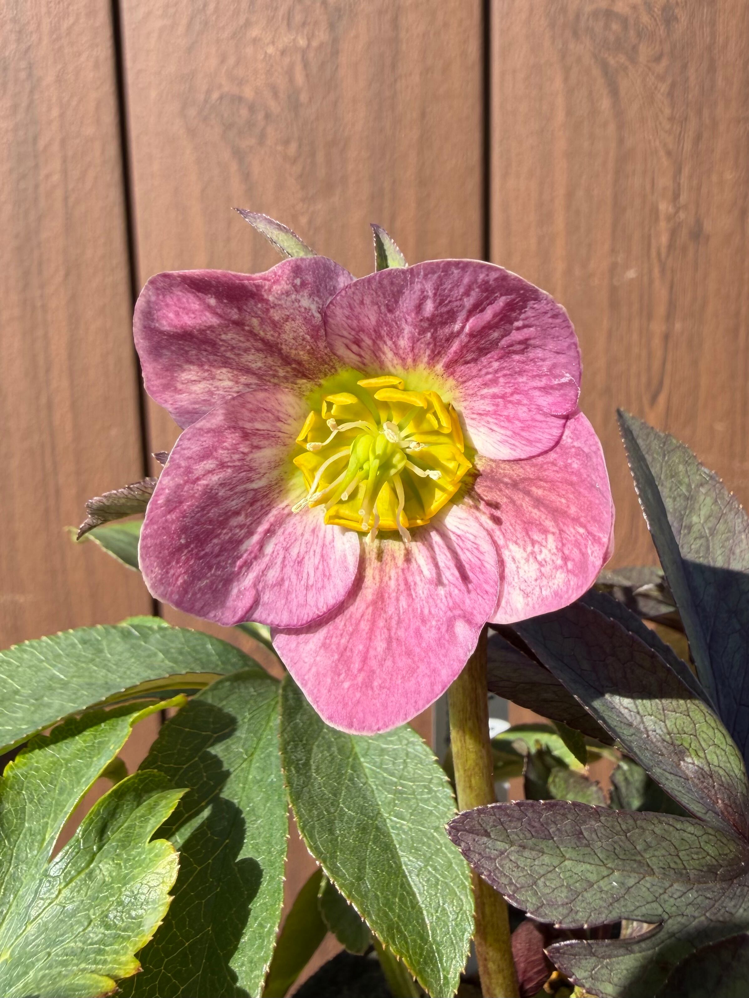 ポーセリンhyb. 大木ナーサリー クリスマスローズ【Og19】送料無料