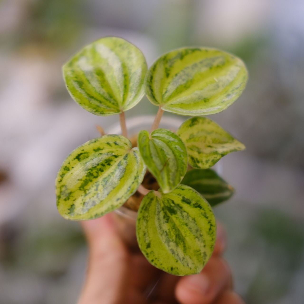 Peperomia argyreia variegated / 極斑入り スイカペペロニア