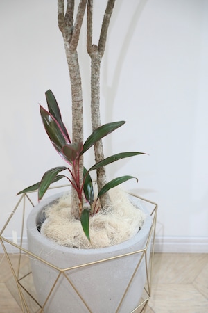 【渋谷区周辺エリア/配送料無料】【215cm】コルジリネ 白馬/Cordyline