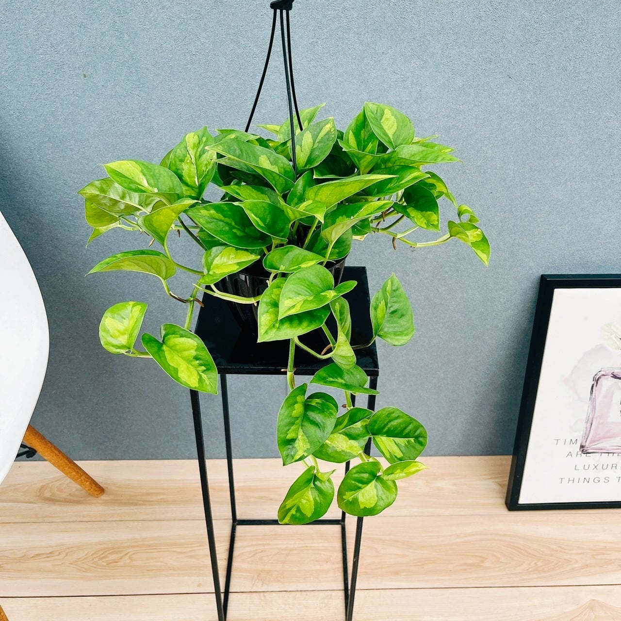 現品］【希少】☆おすすめ☆ 93番 フィカス グランディス 曲がり 8号