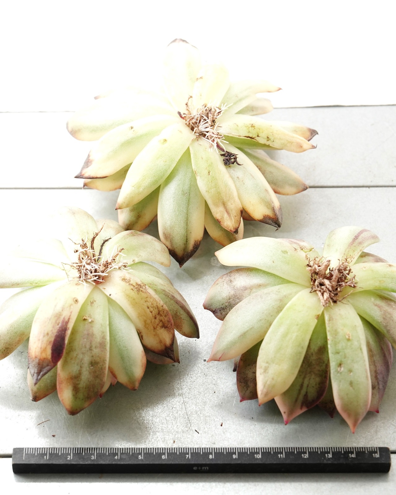 一部発根済カット苗 フレイムマウンテン錦 L Echeveria 'Flame Mountain' Variegated