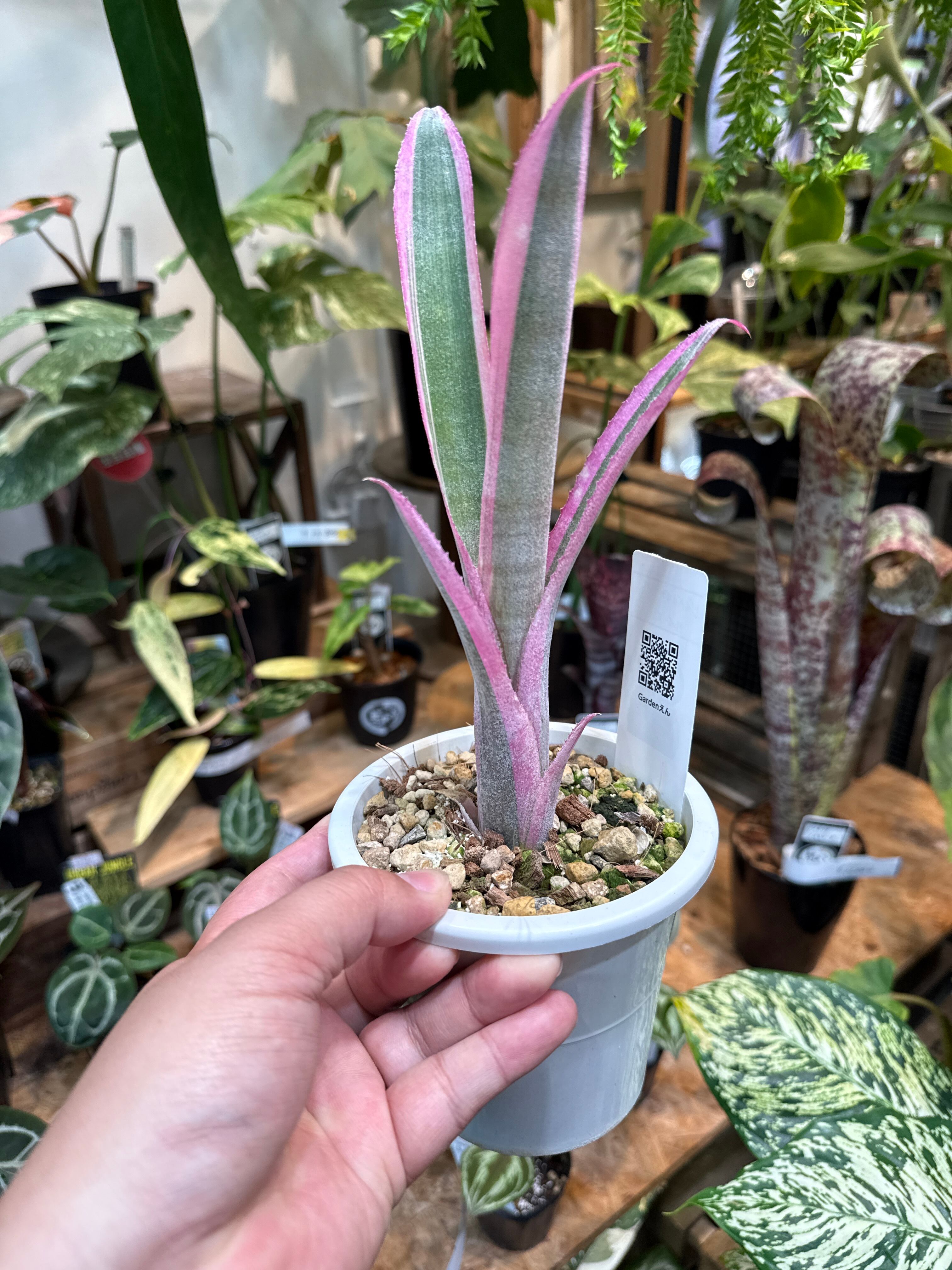 ホヤ オーストラリスリサ | Gardenえん 【観葉熱帯植物】